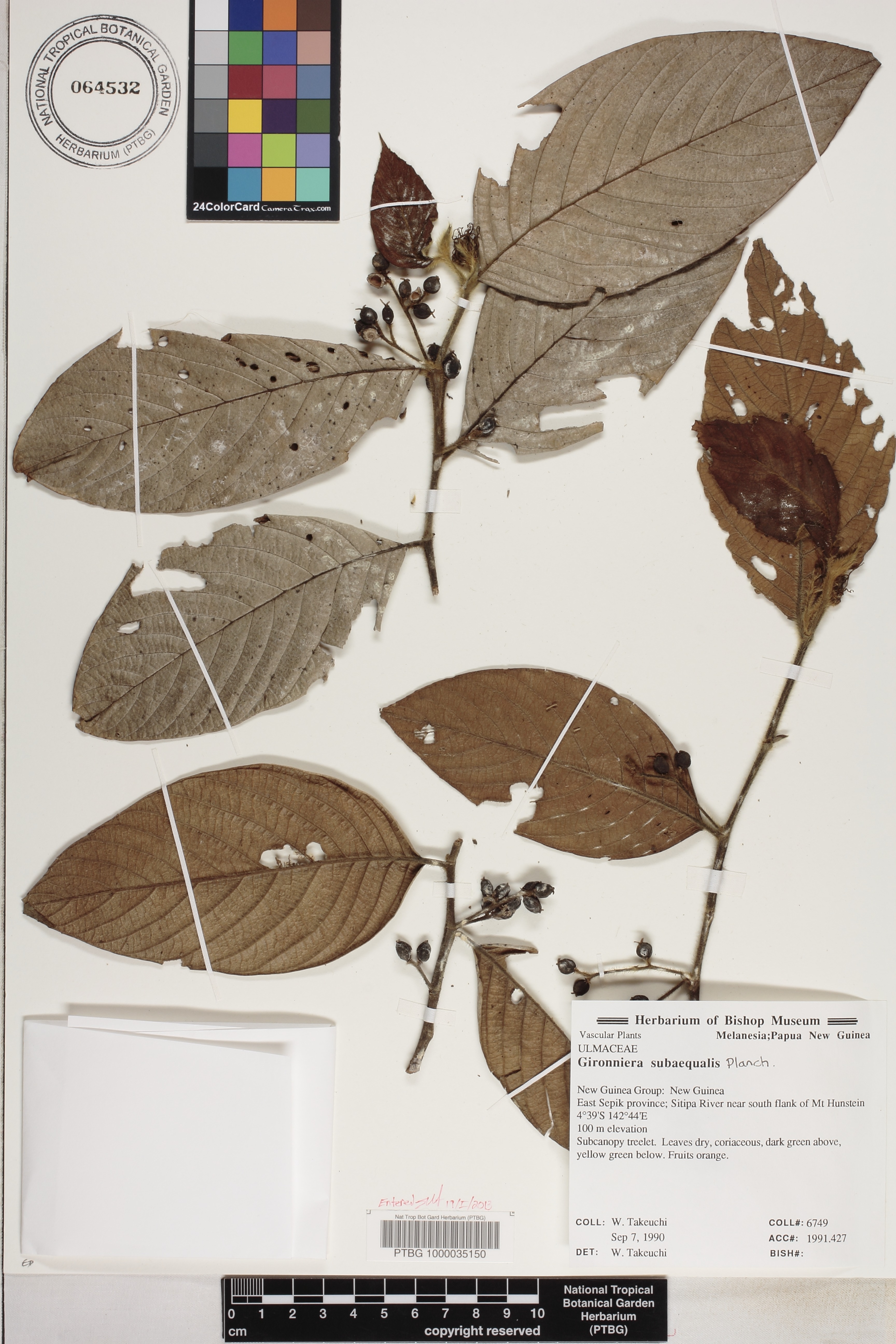 Gironniera subaequalis image