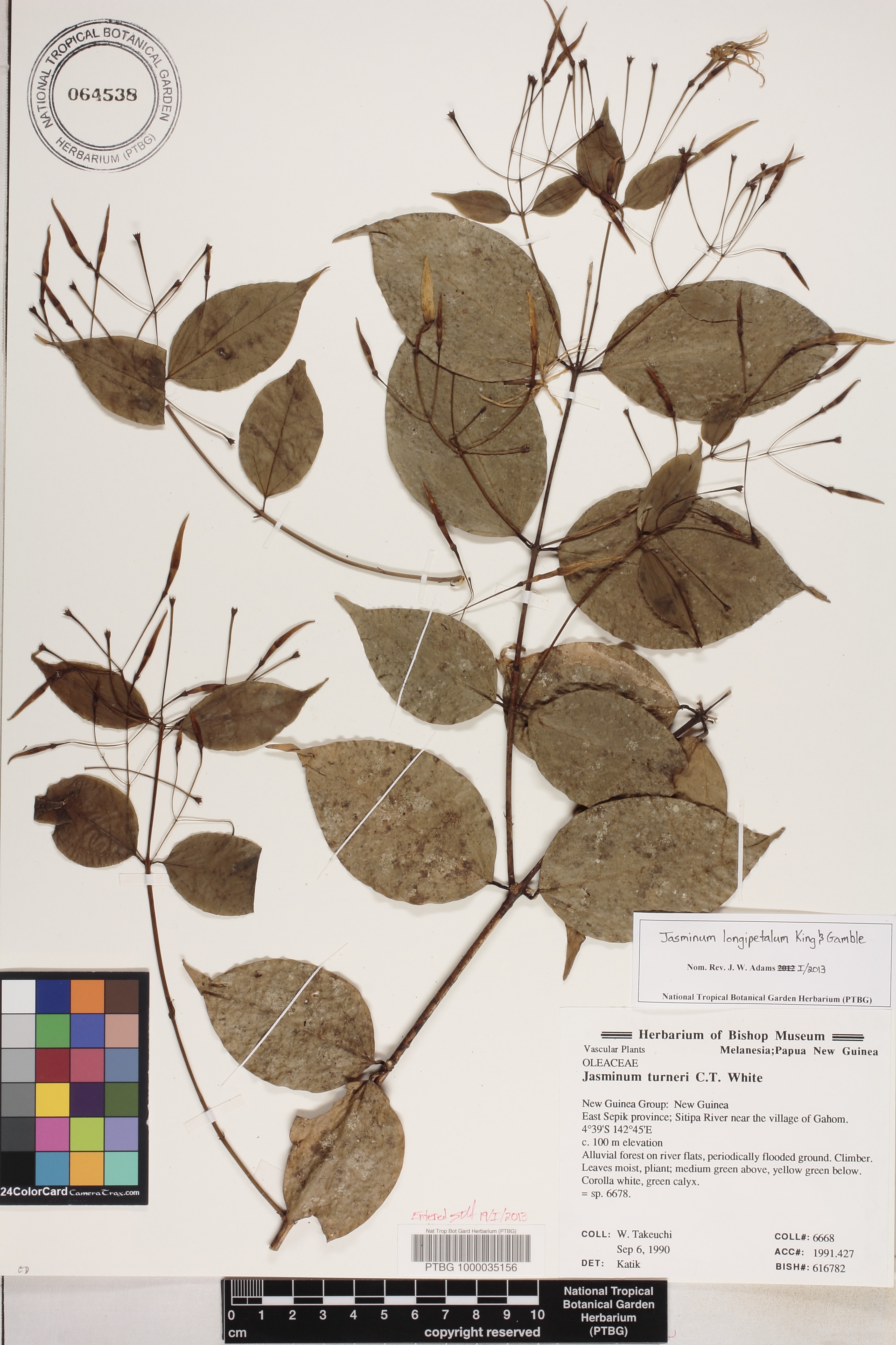 Jasminum longipetalum image