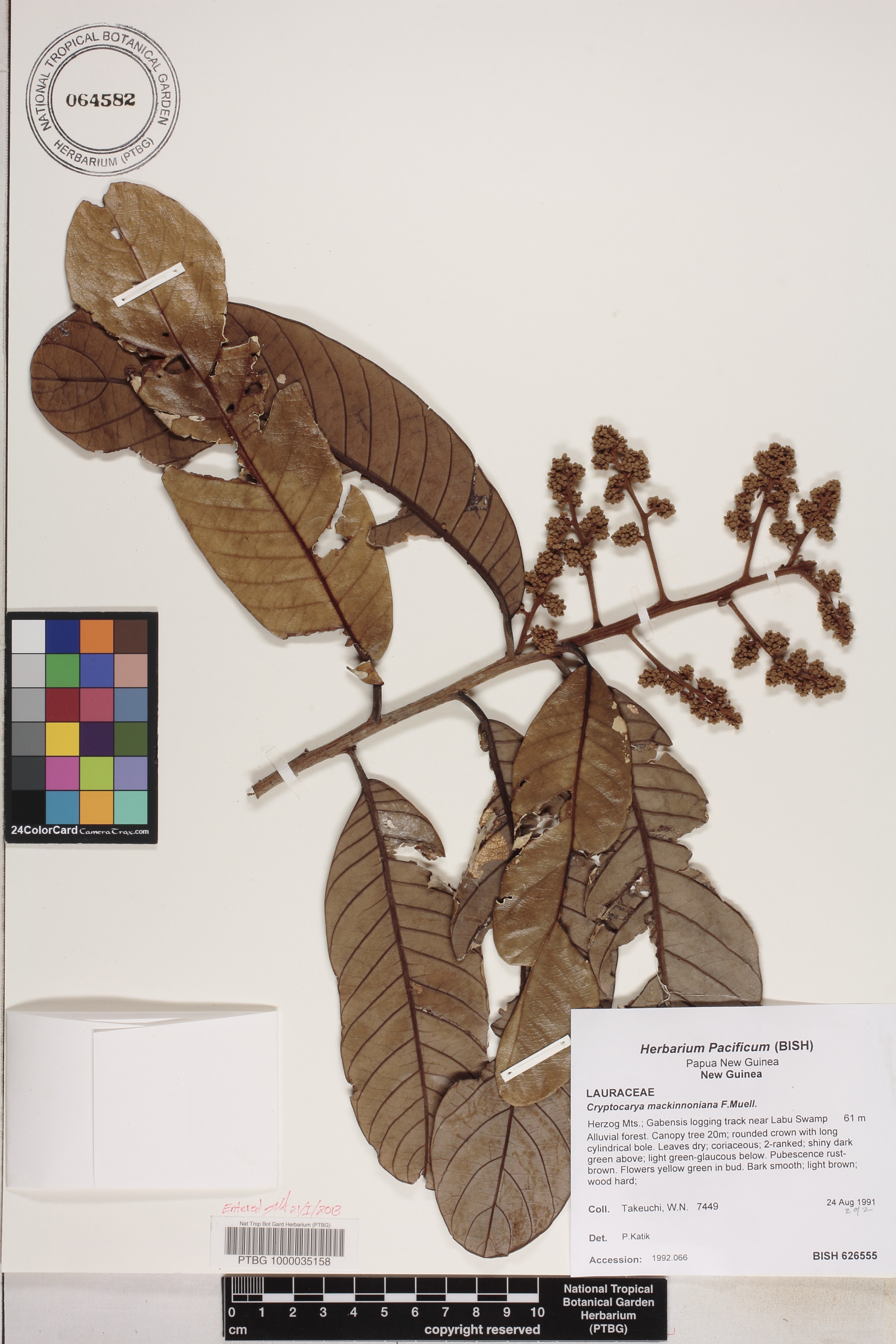 Cryptocarya mackinnoniana image