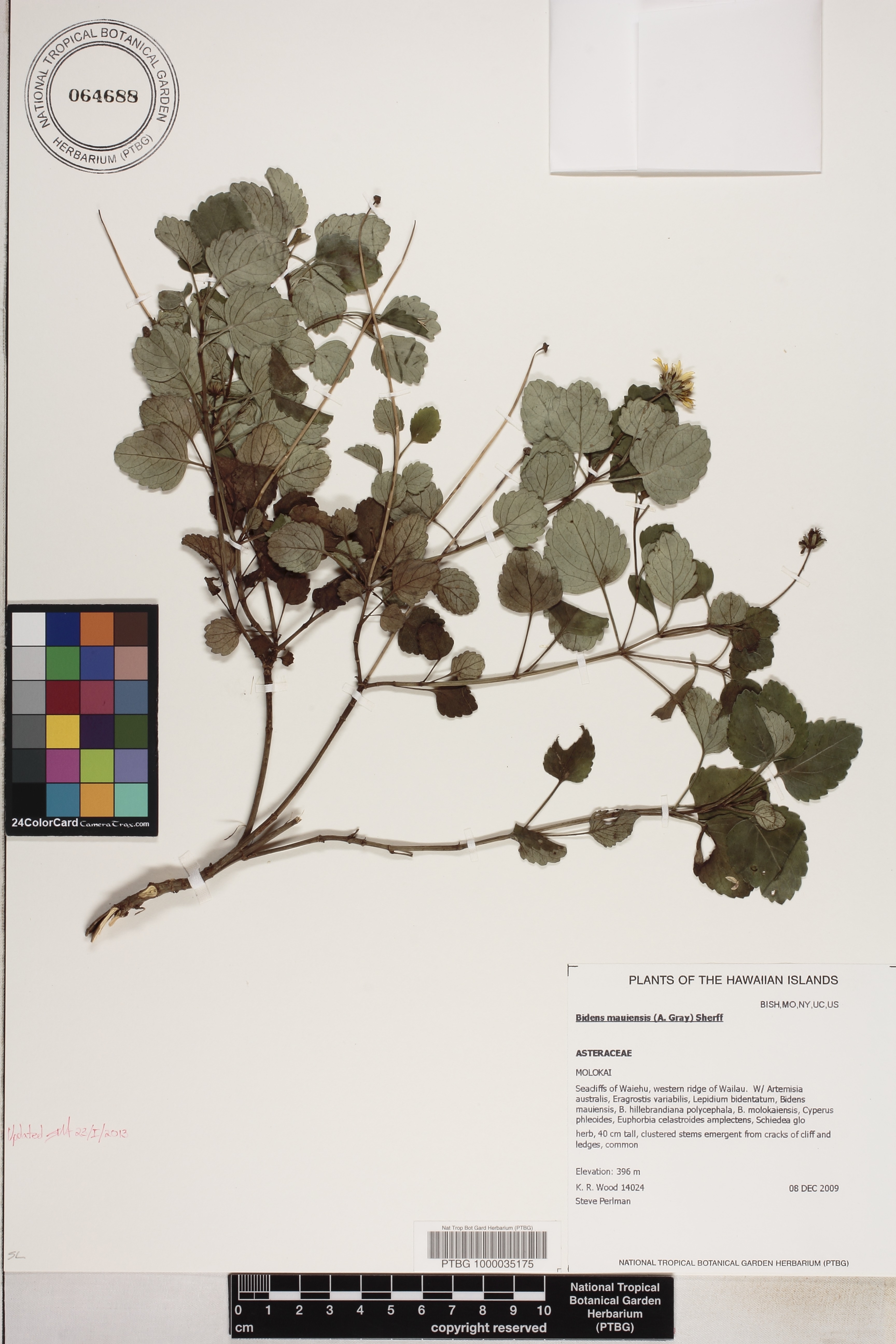 Bidens mauiensis image