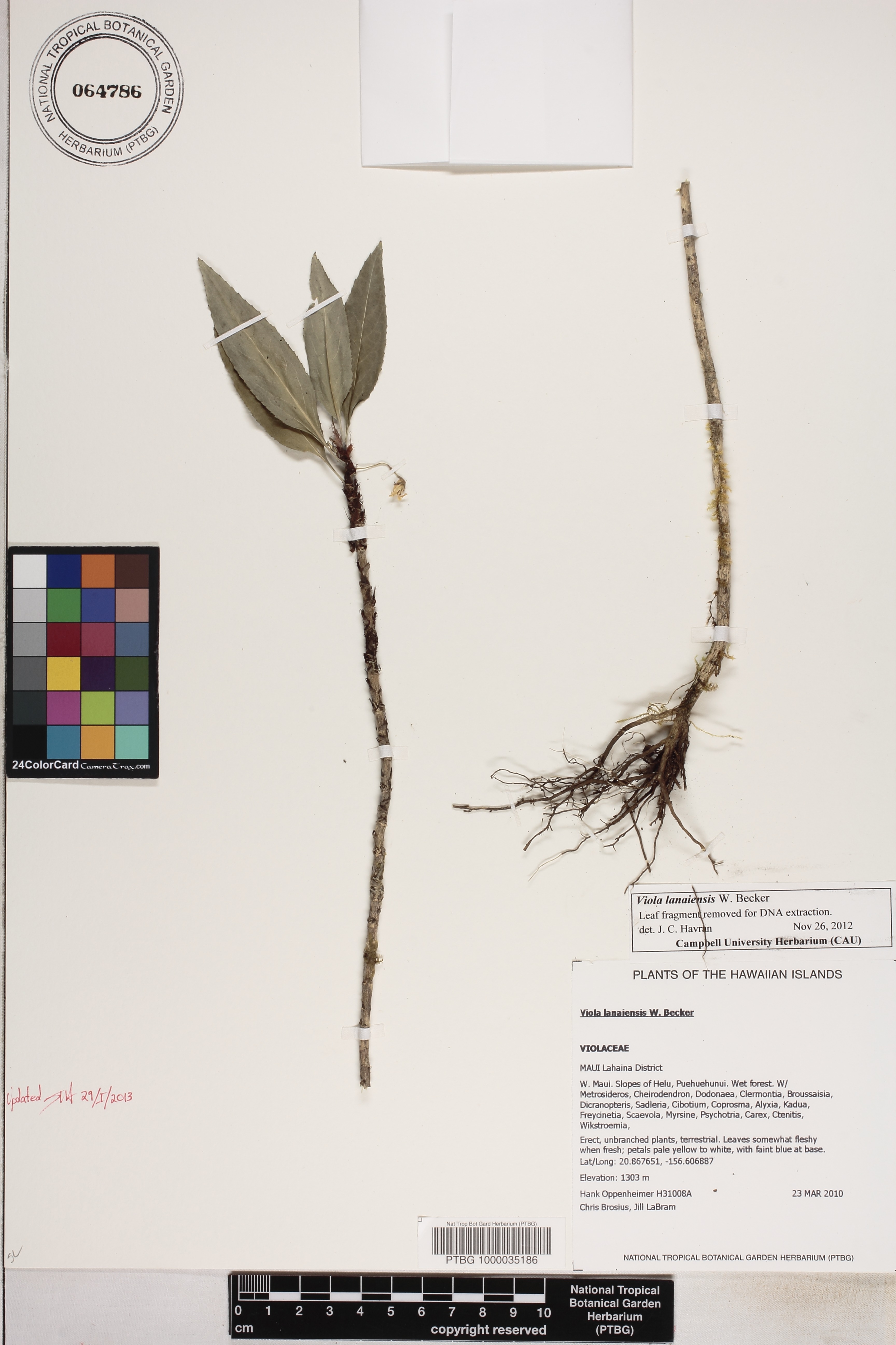 Viola lanaiensis image
