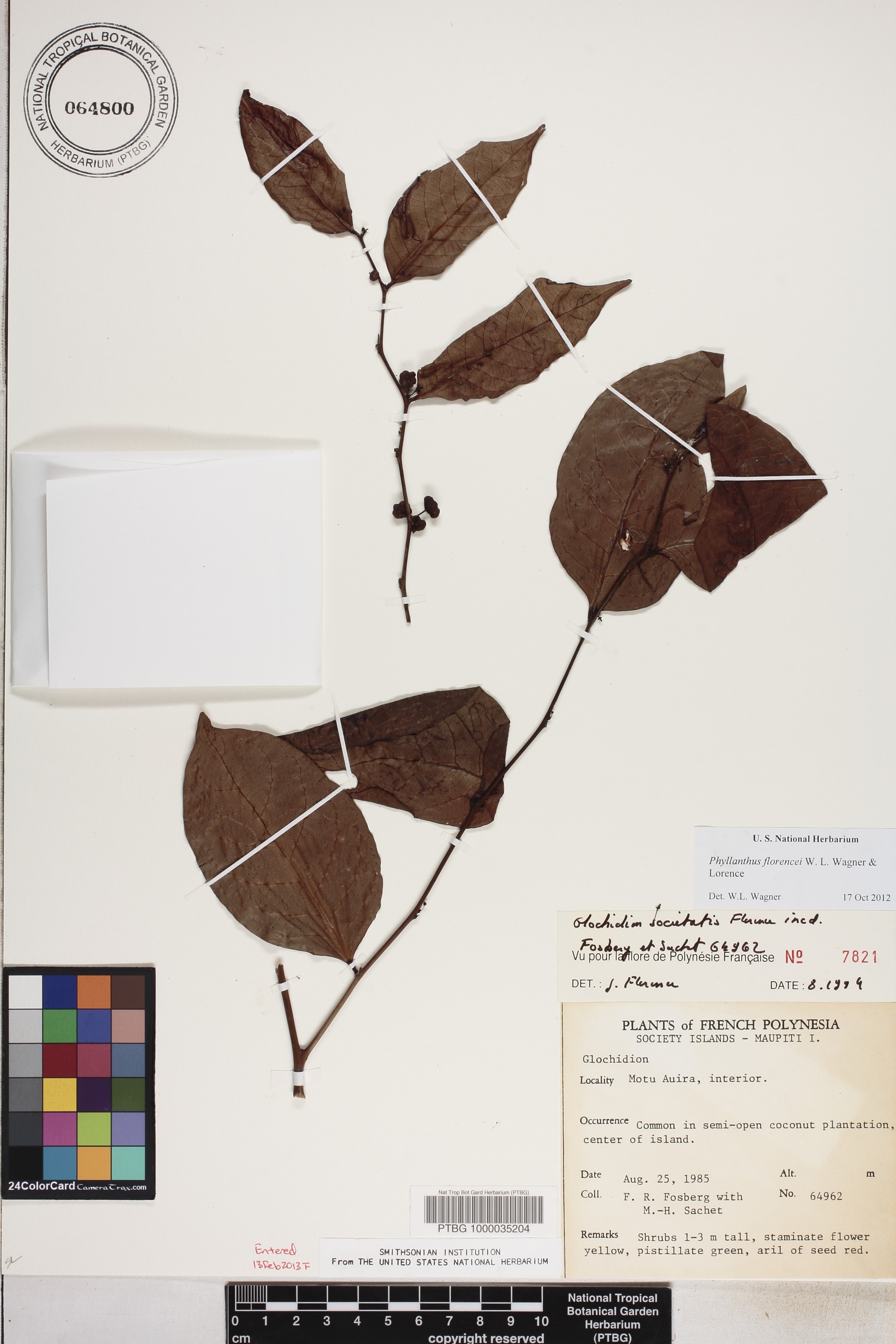 Phyllanthus florencei image