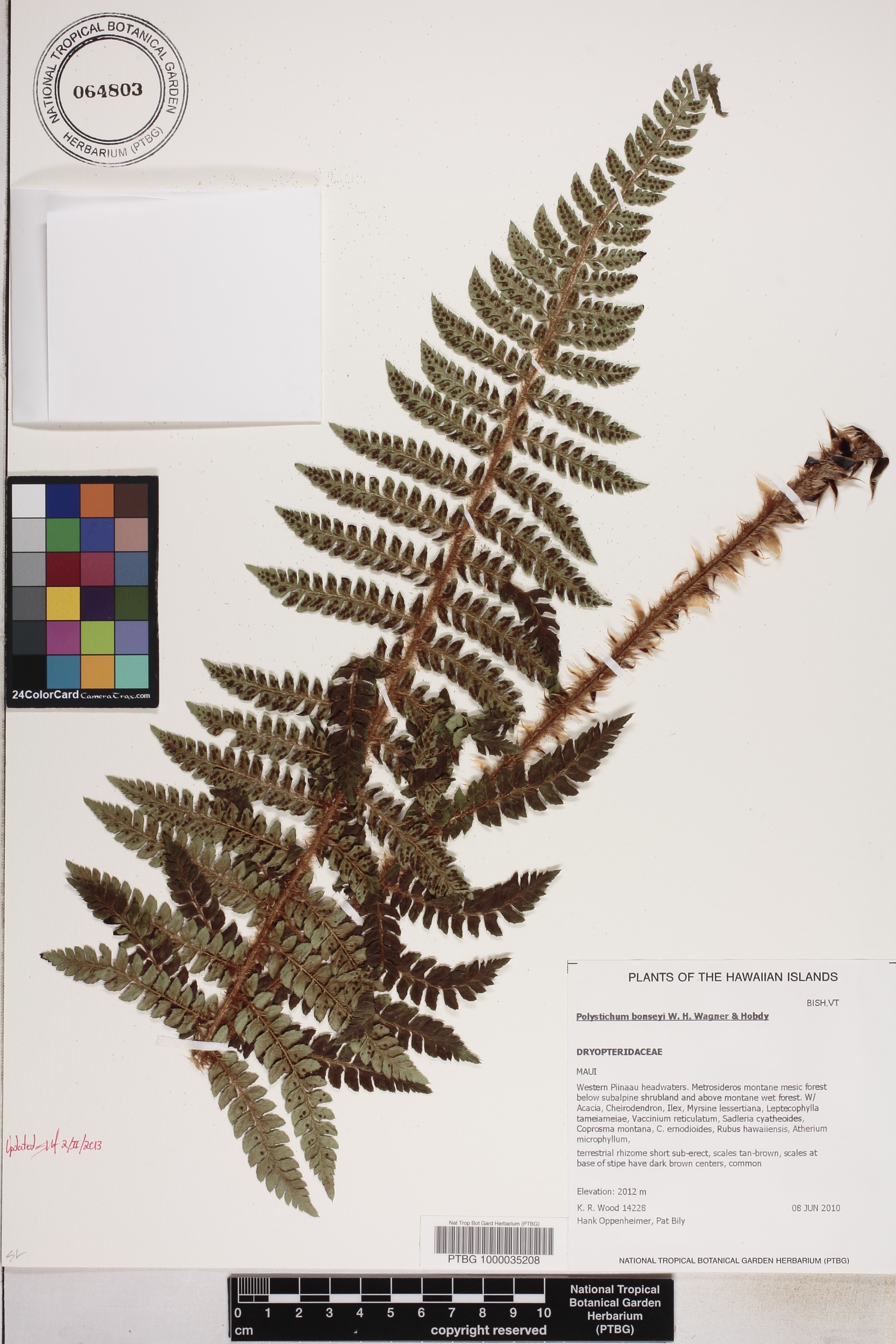 Polystichum bonseyi image
