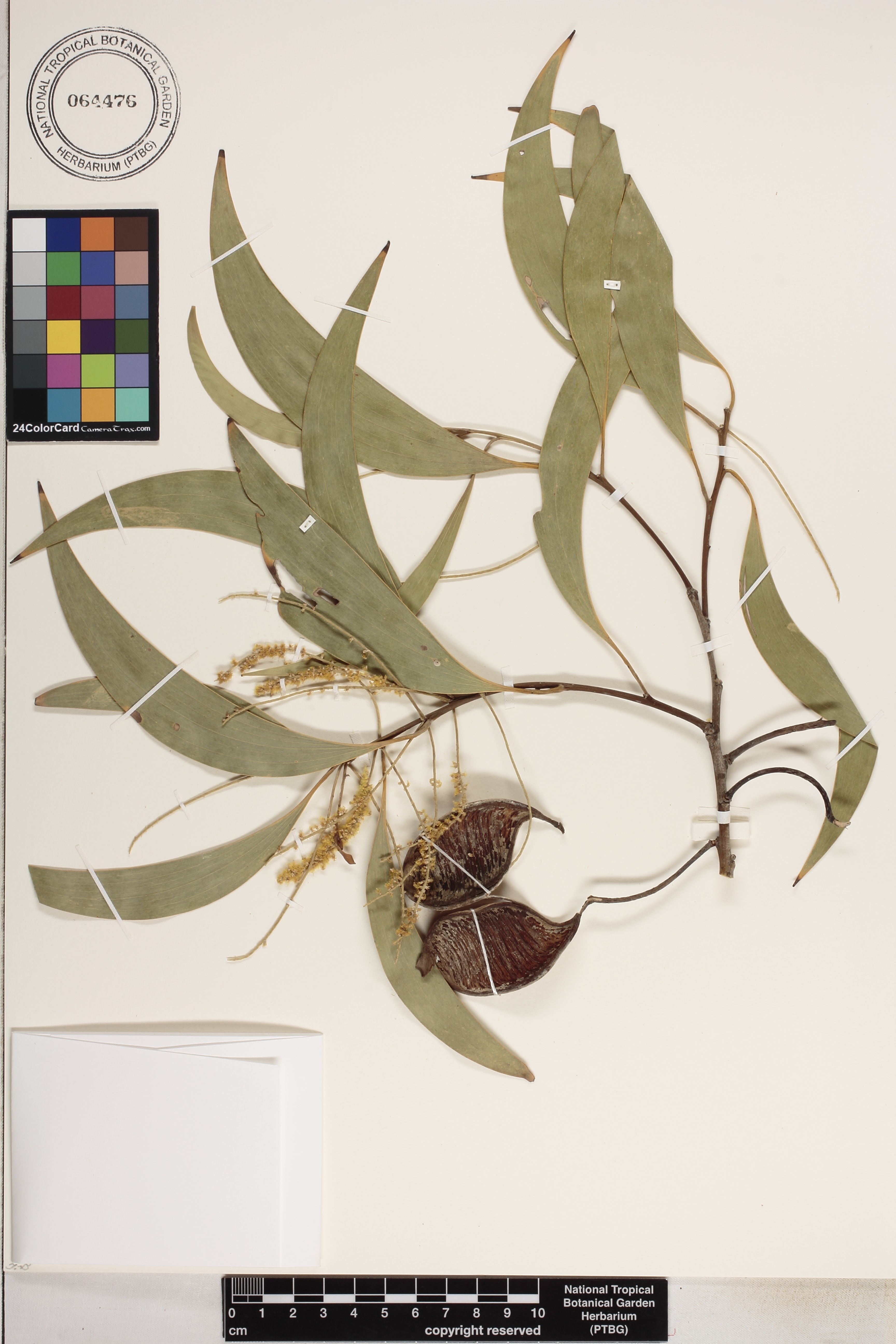 Acacia aulacocarpa image