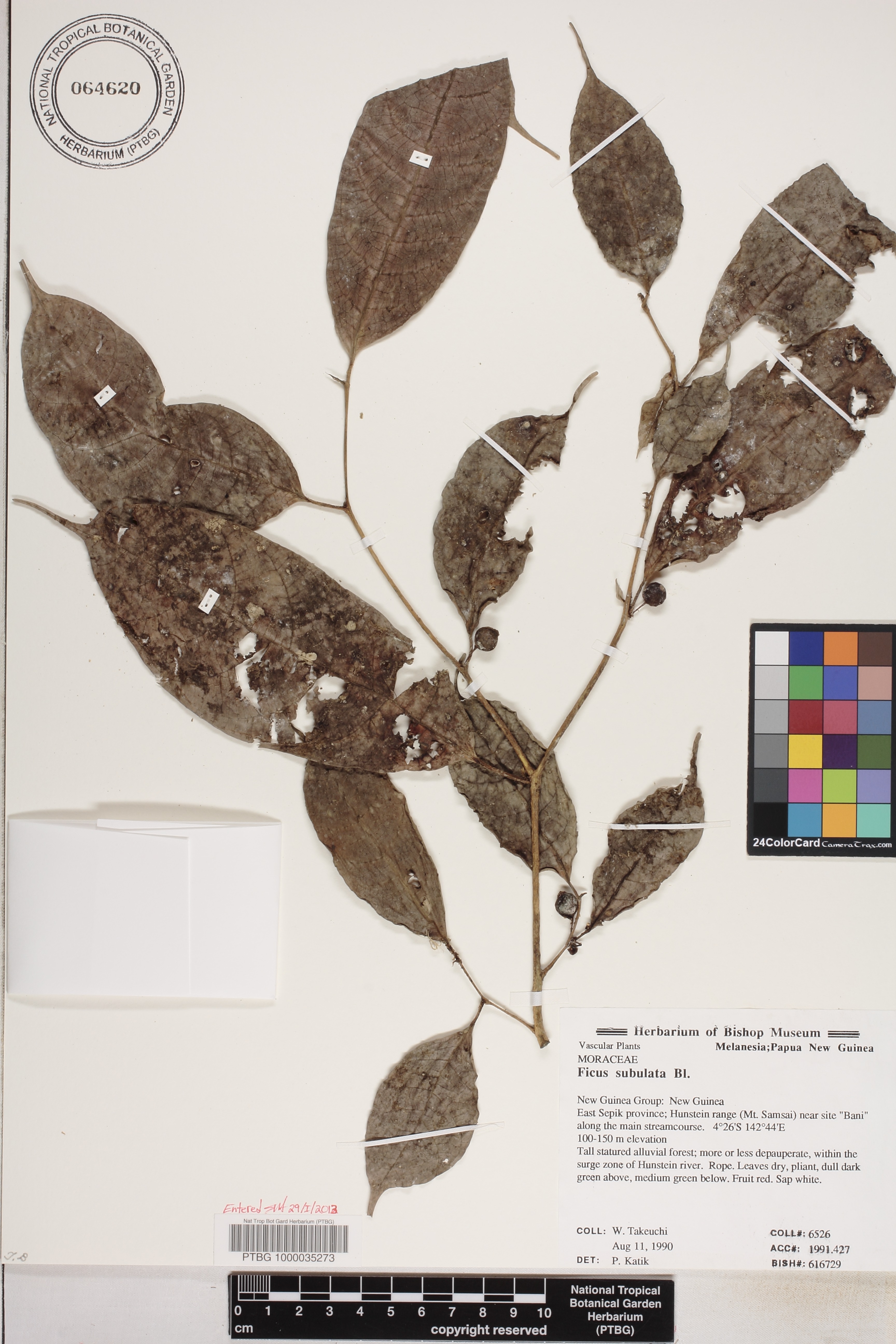 Ficus subulata image