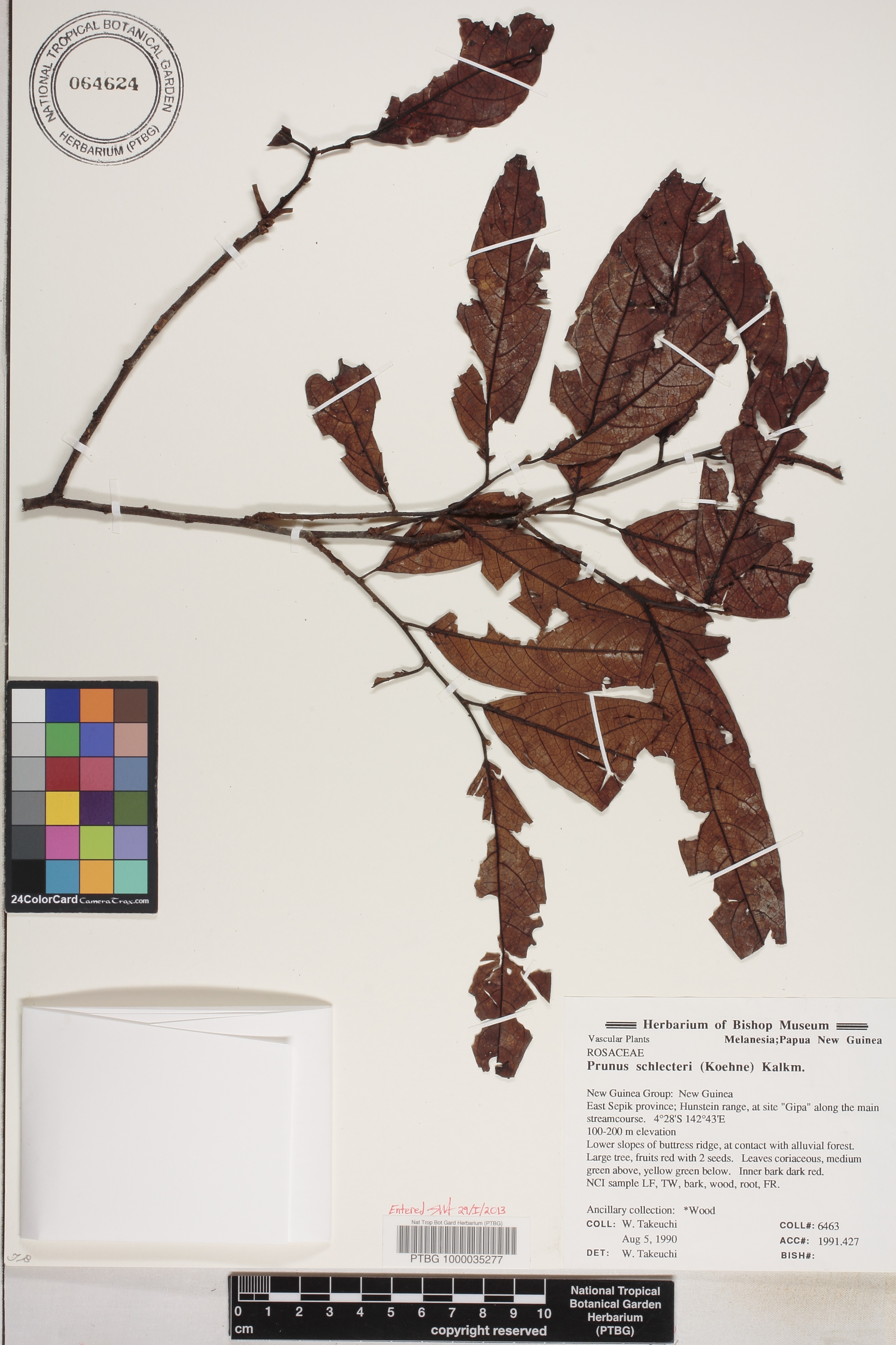 Pygeum schlechteri image