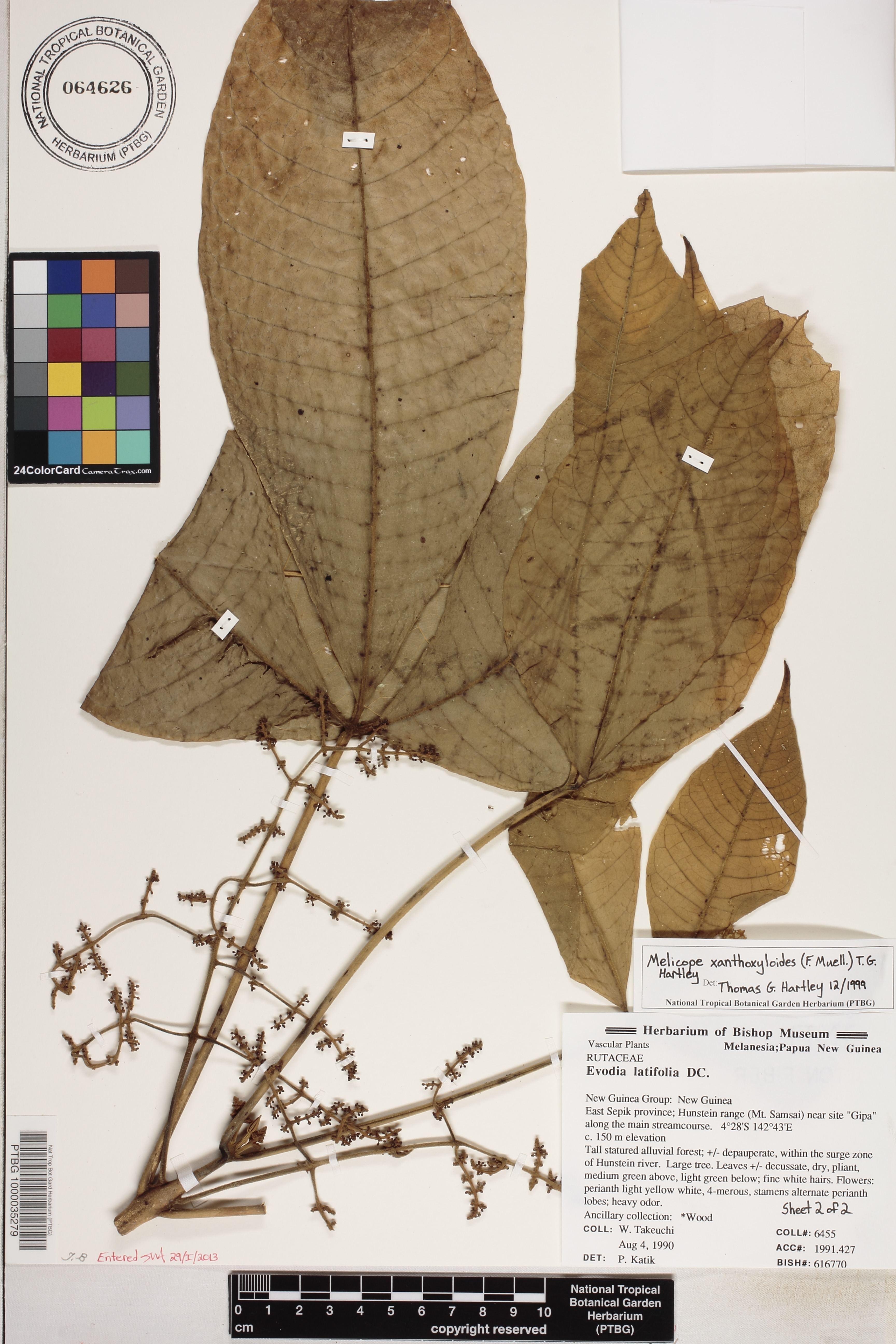 Melicope xanthoxyloides image