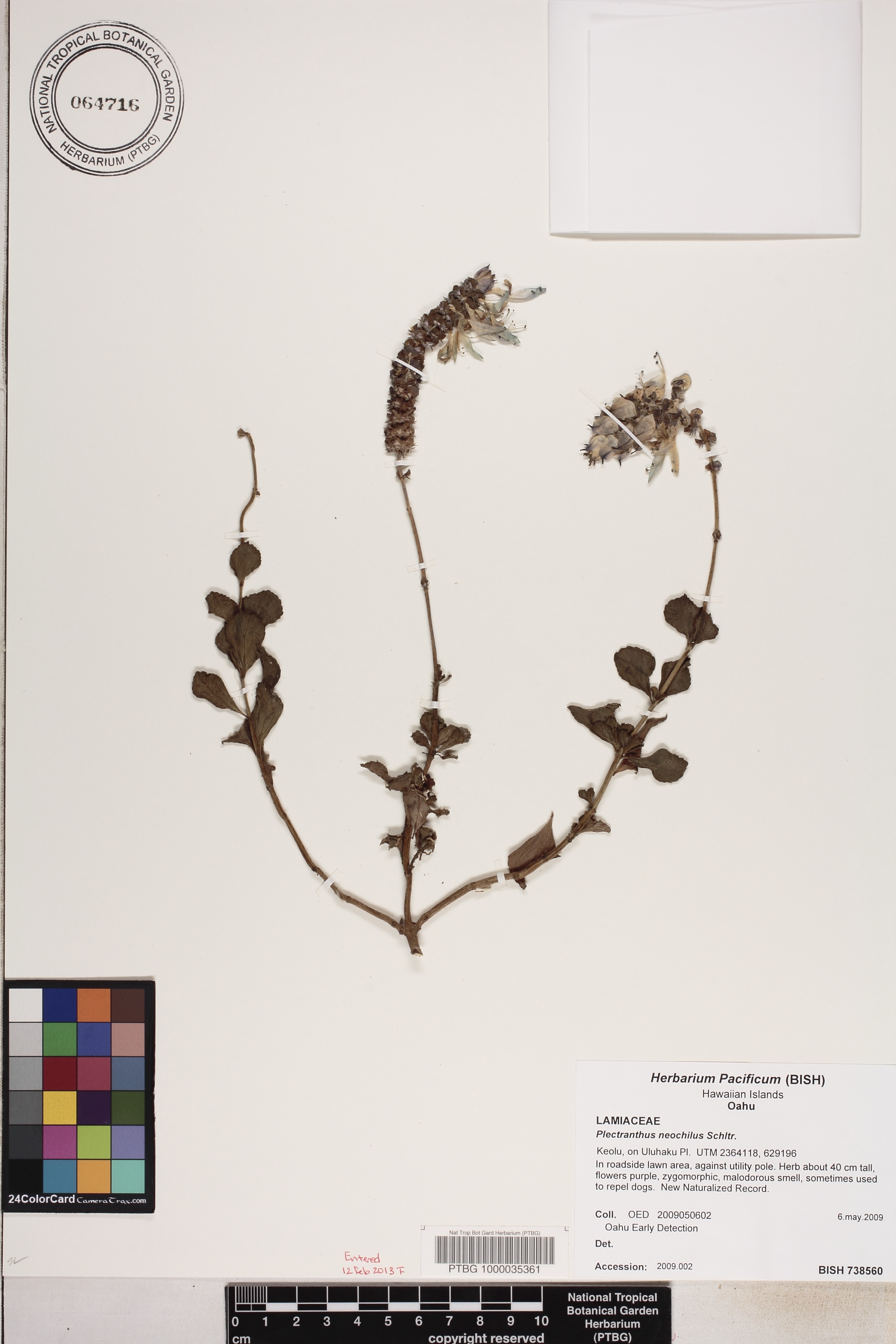 Plectranthus neochilus image