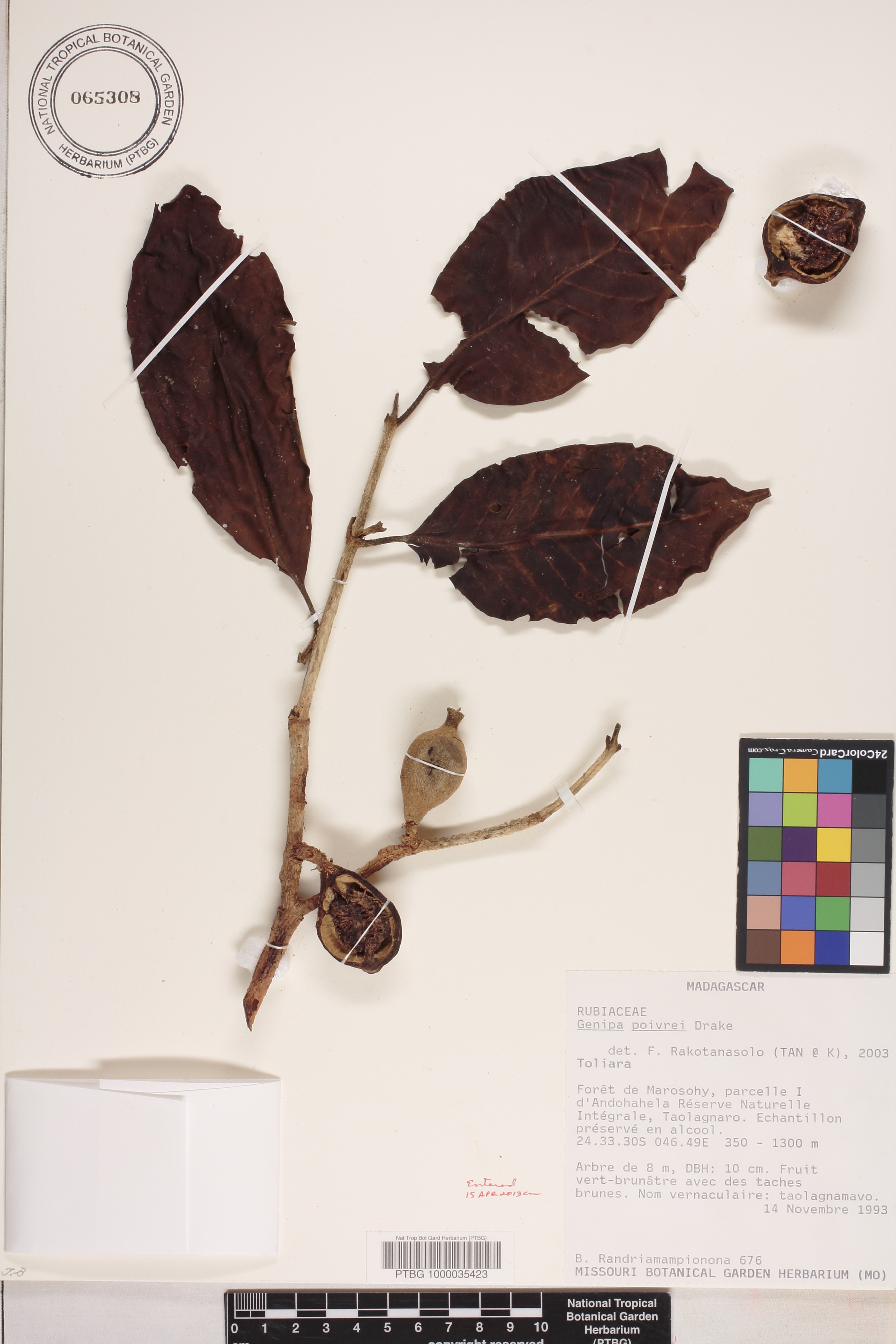 Hyperacanthus poivrei image