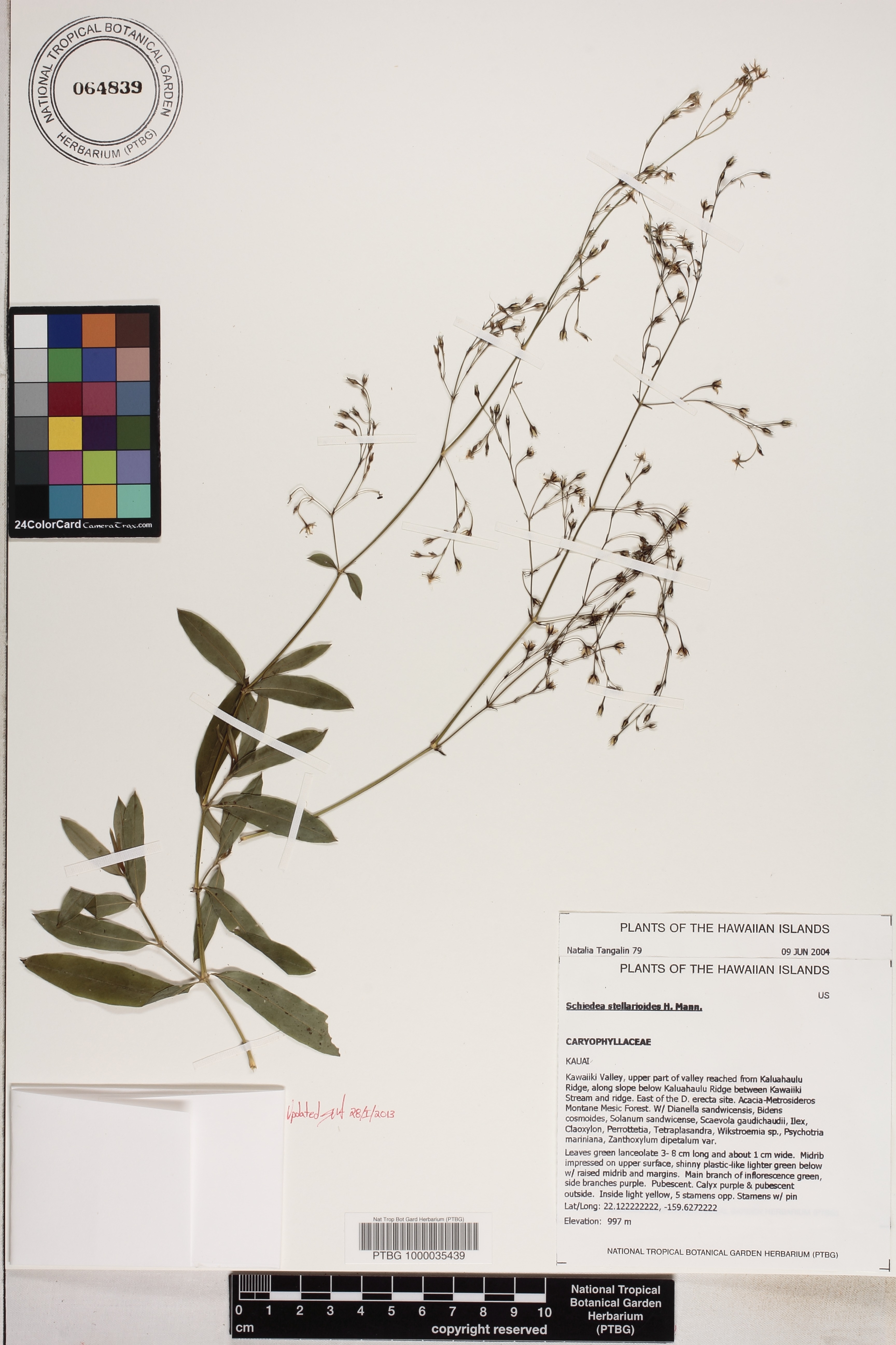 Schiedea stellarioides image