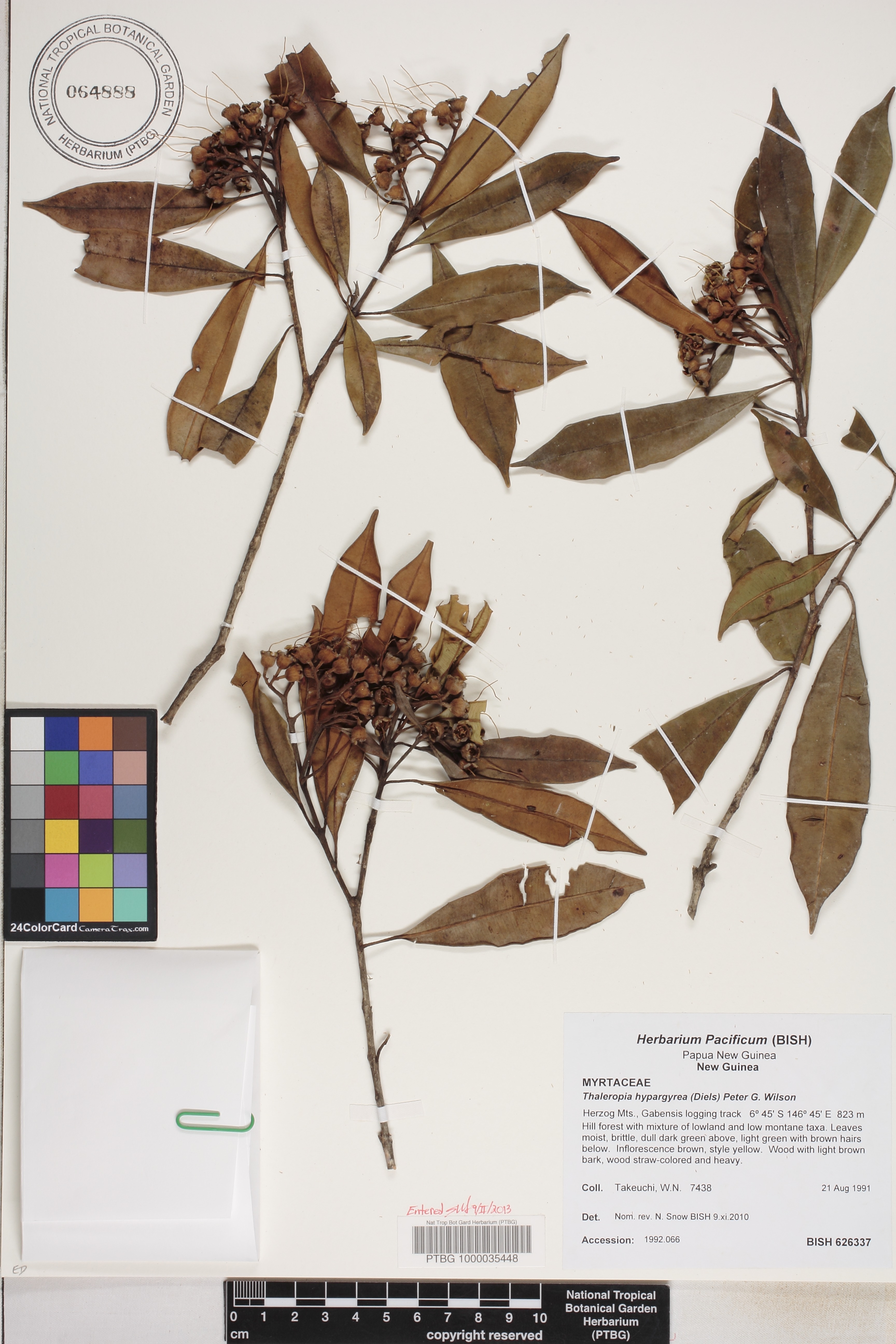 Thaleropia hypargyrea image
