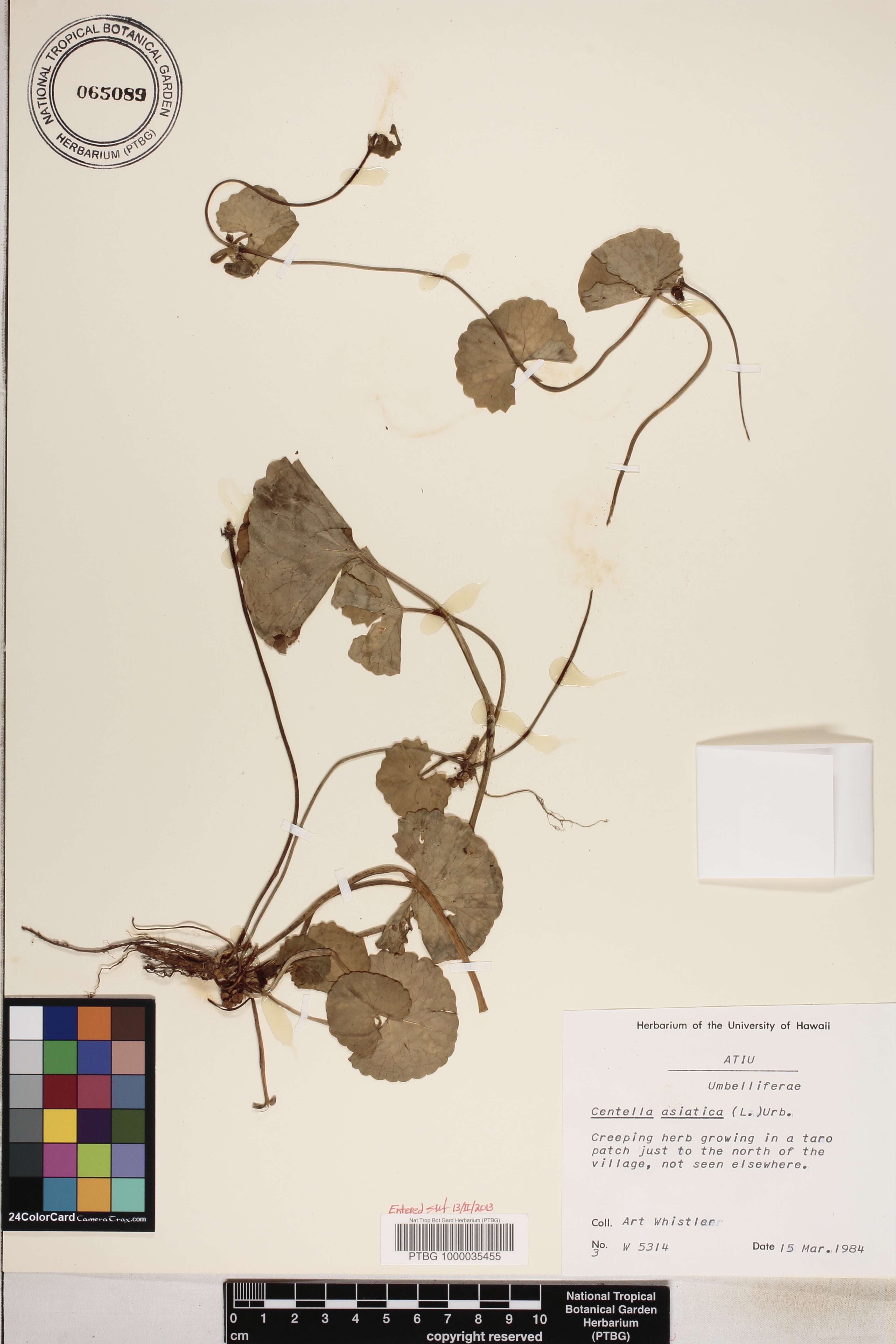 Centella image