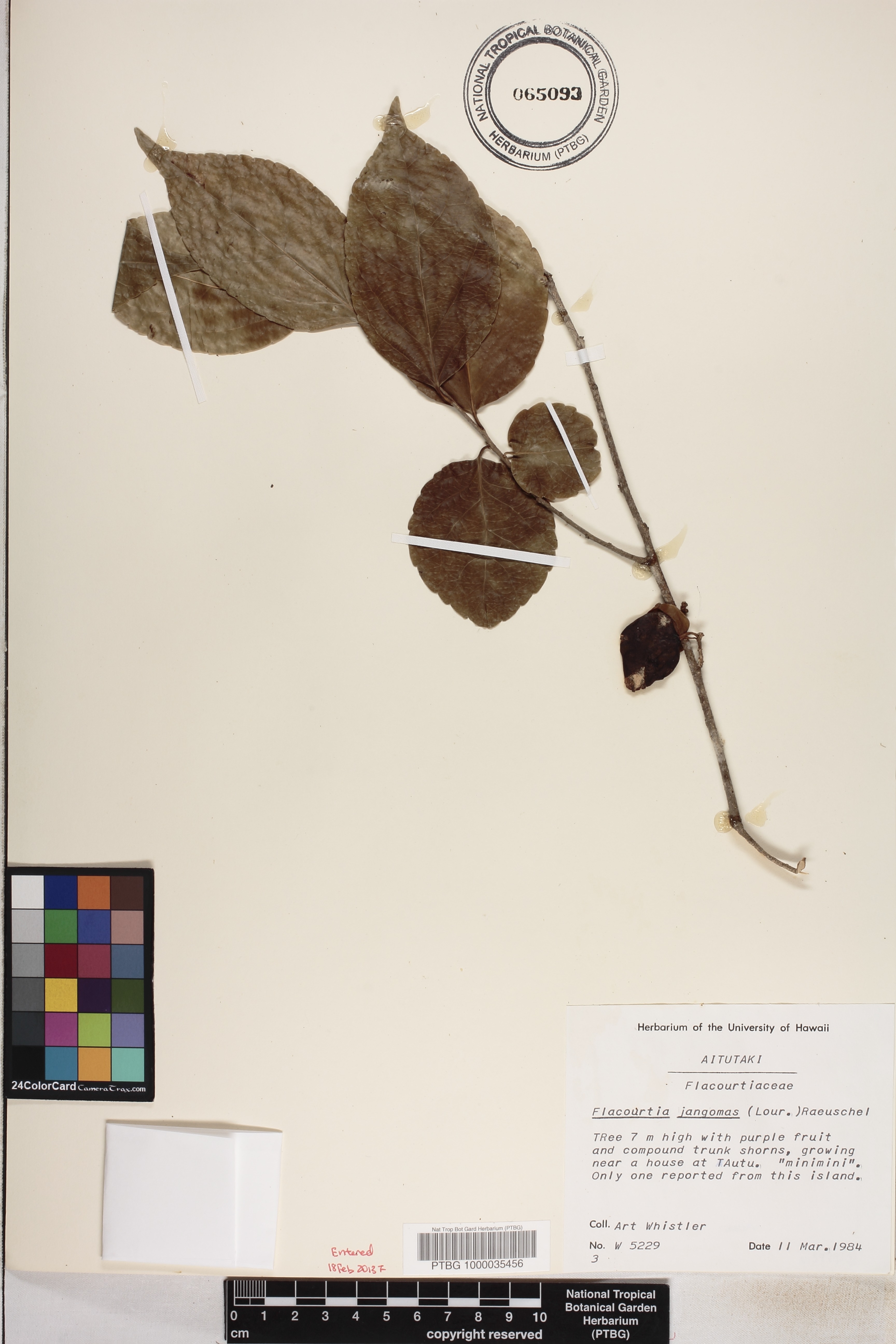 Flacourtia jangomas image