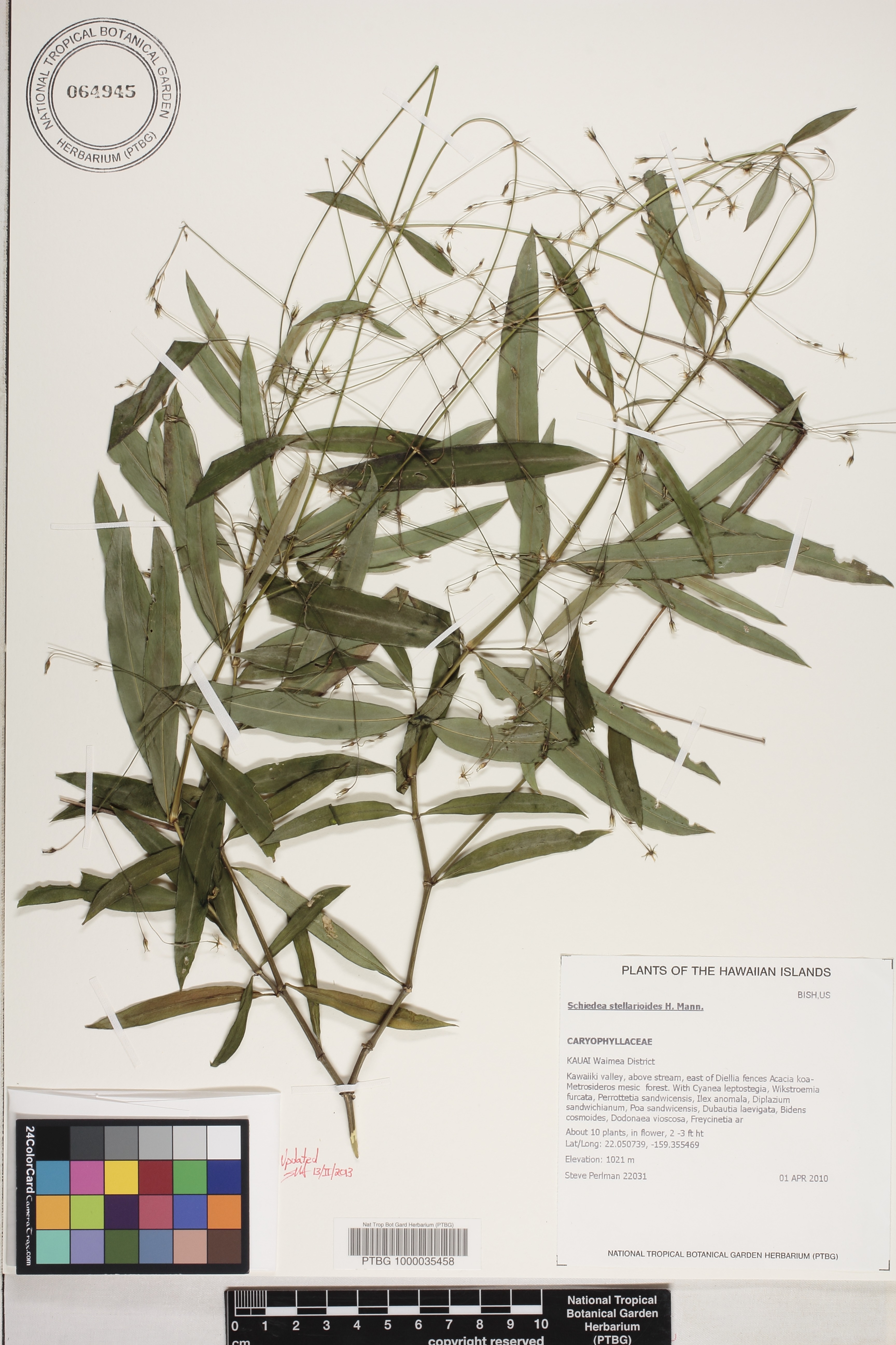 Schiedea stellarioides image