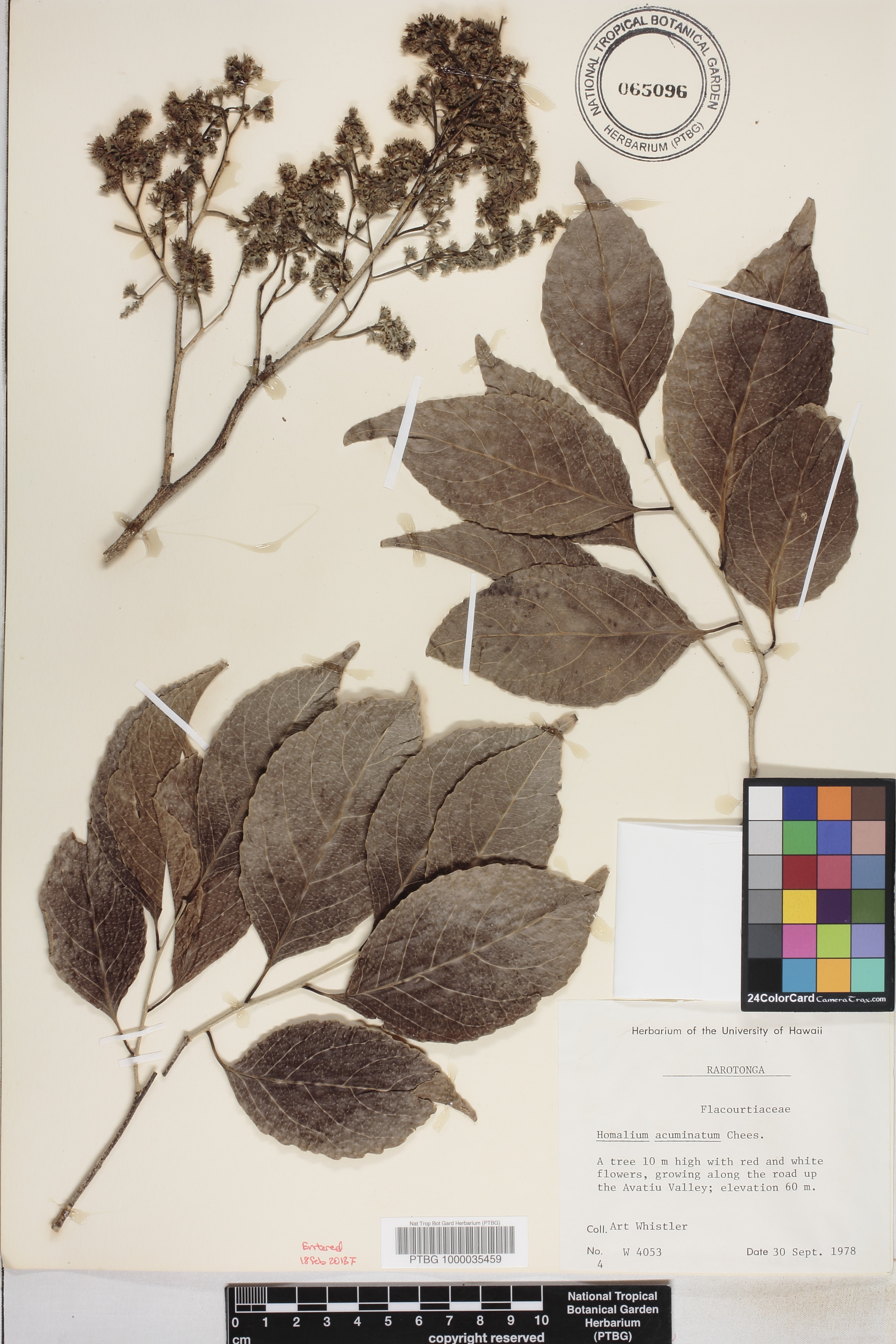Homalium image