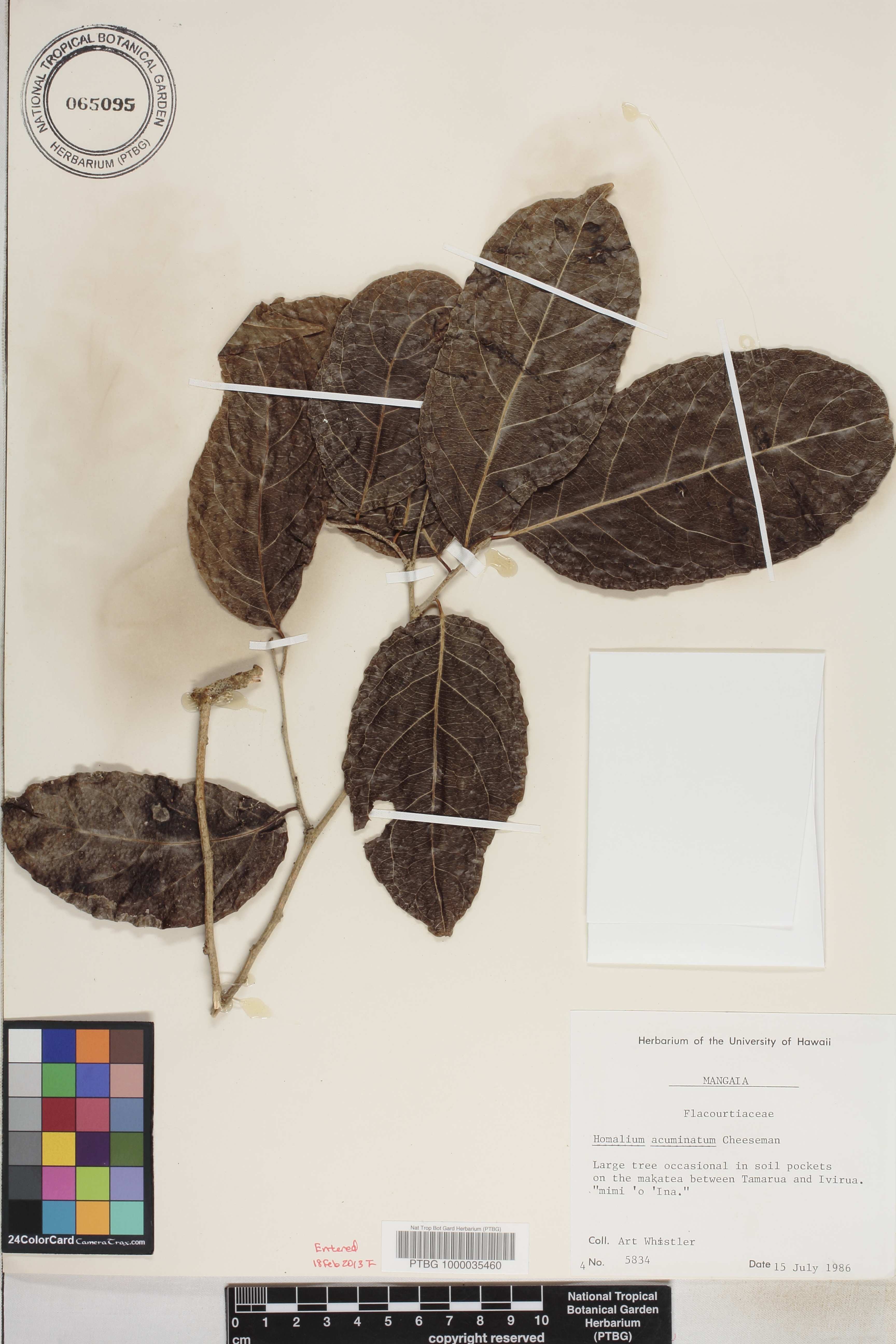 Homalium acuminatum image