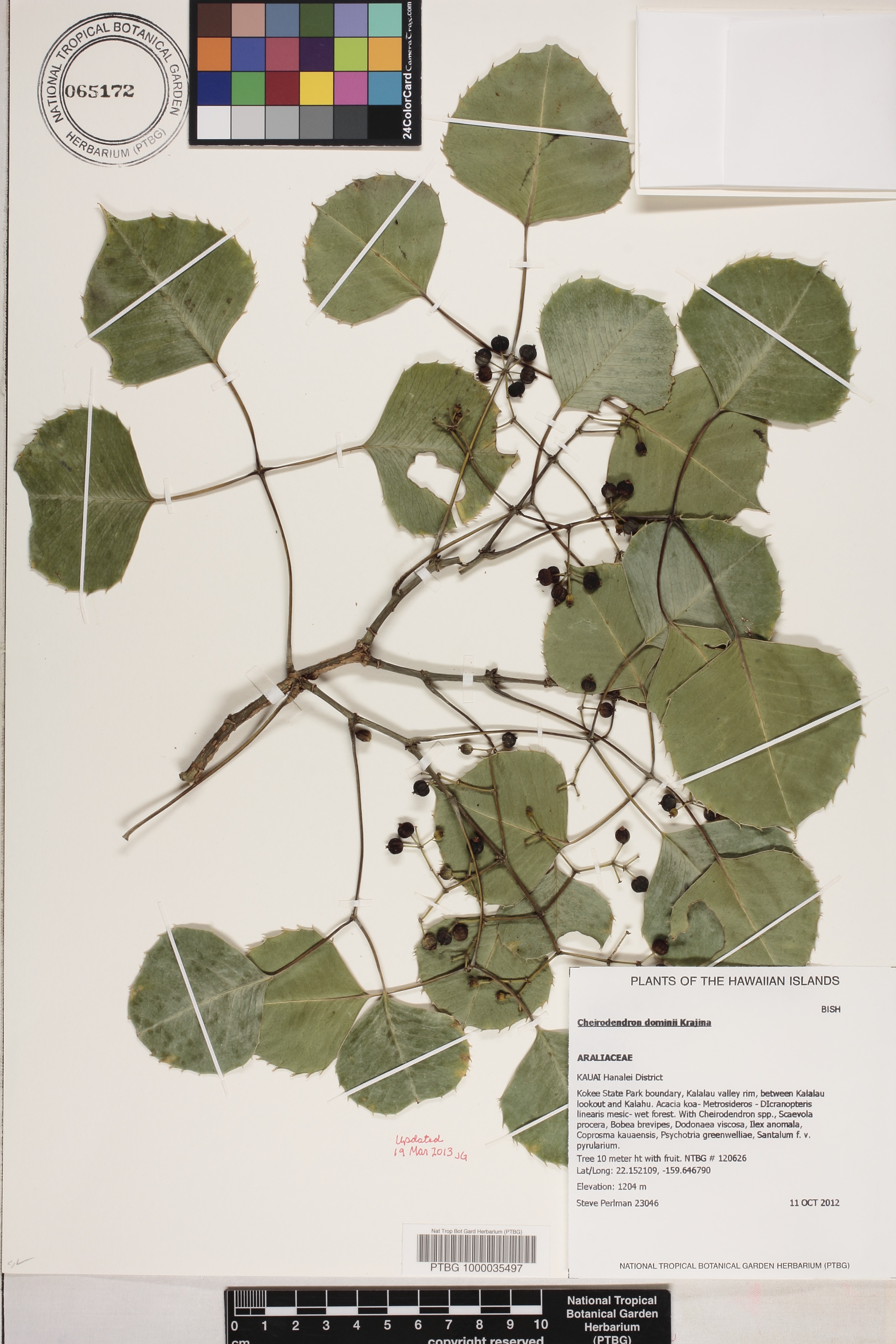 Cheirodendron image