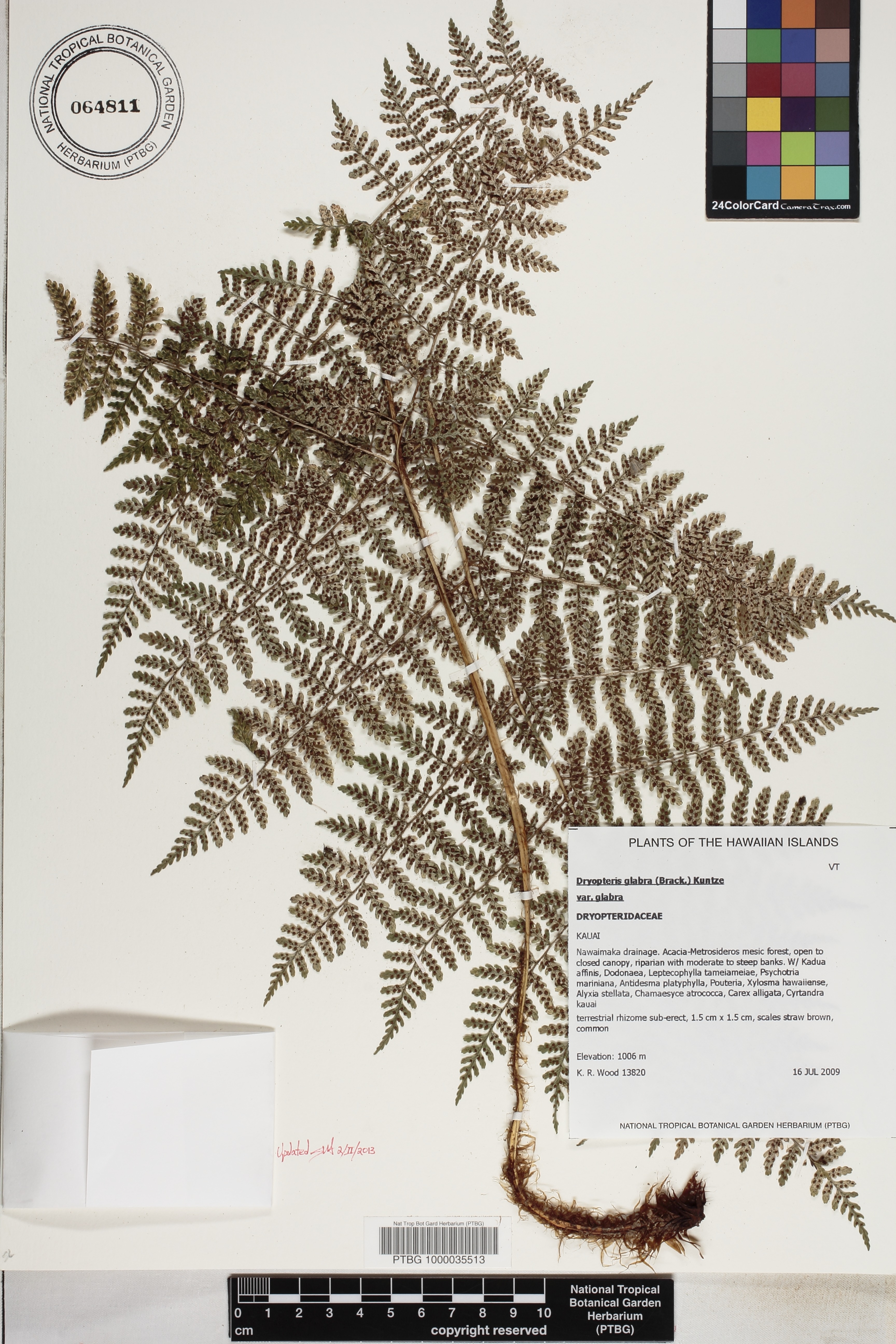 Dryopteris glabra var. glabra image