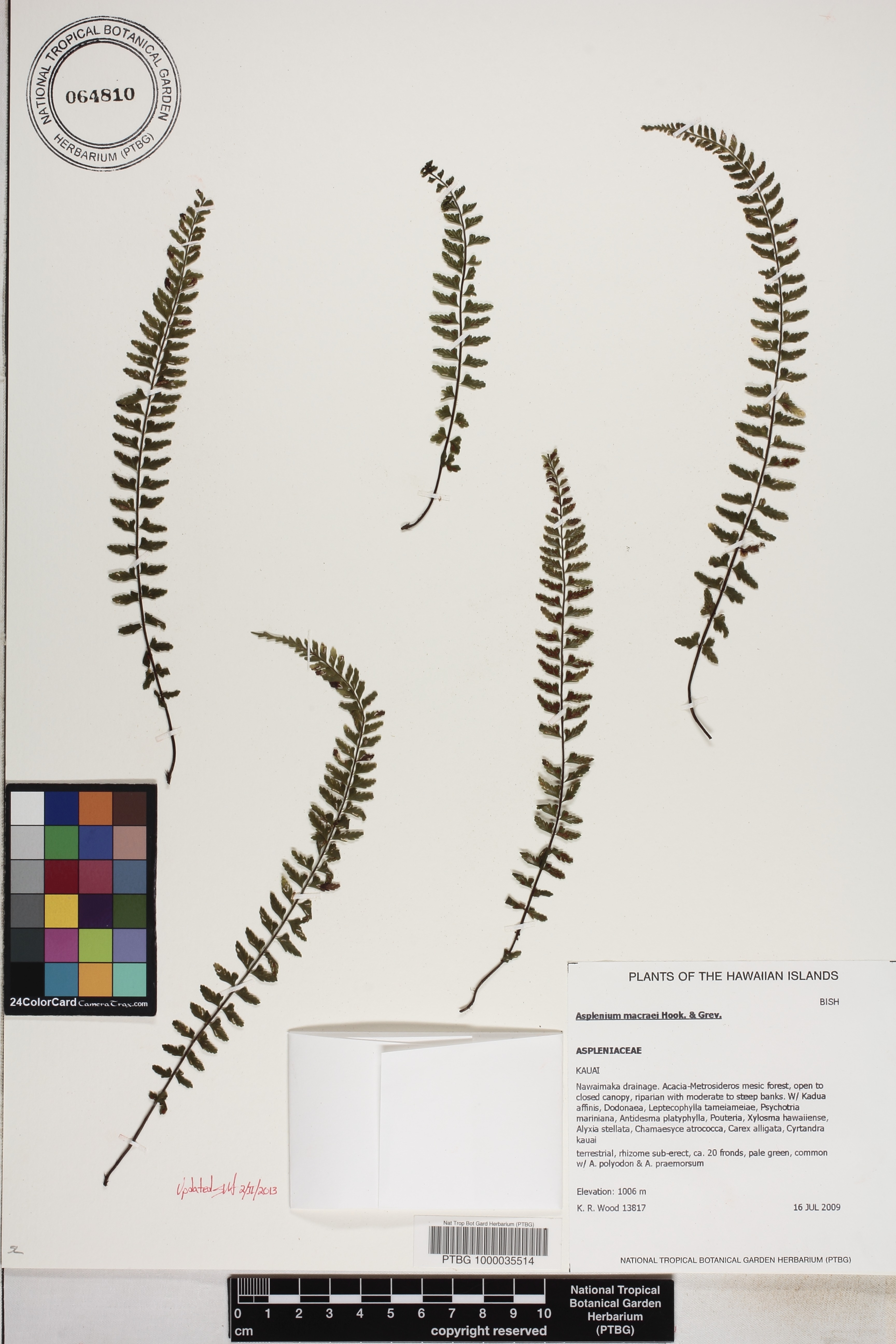 Asplenium macraei image