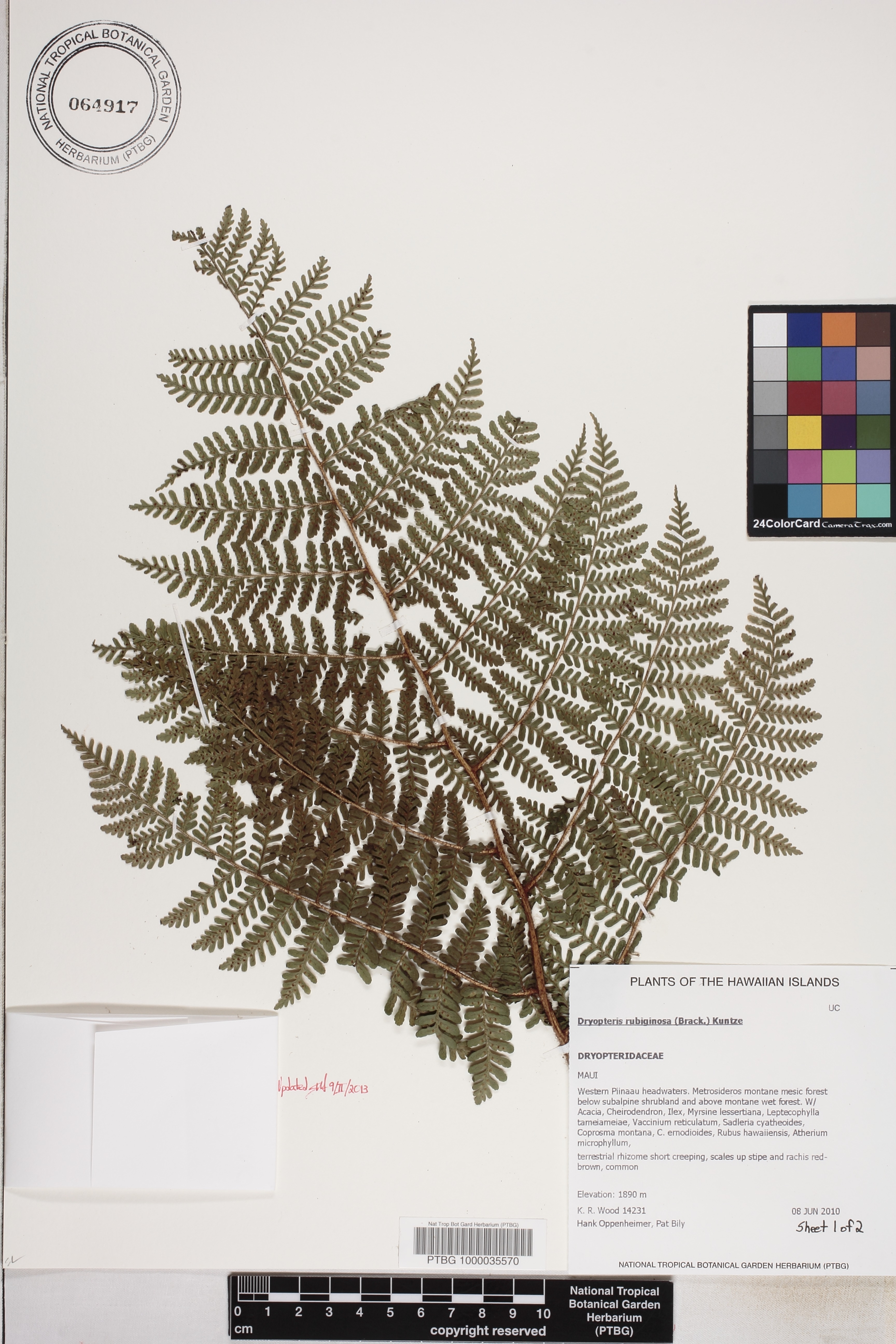 Dryopteris rubiginosa image