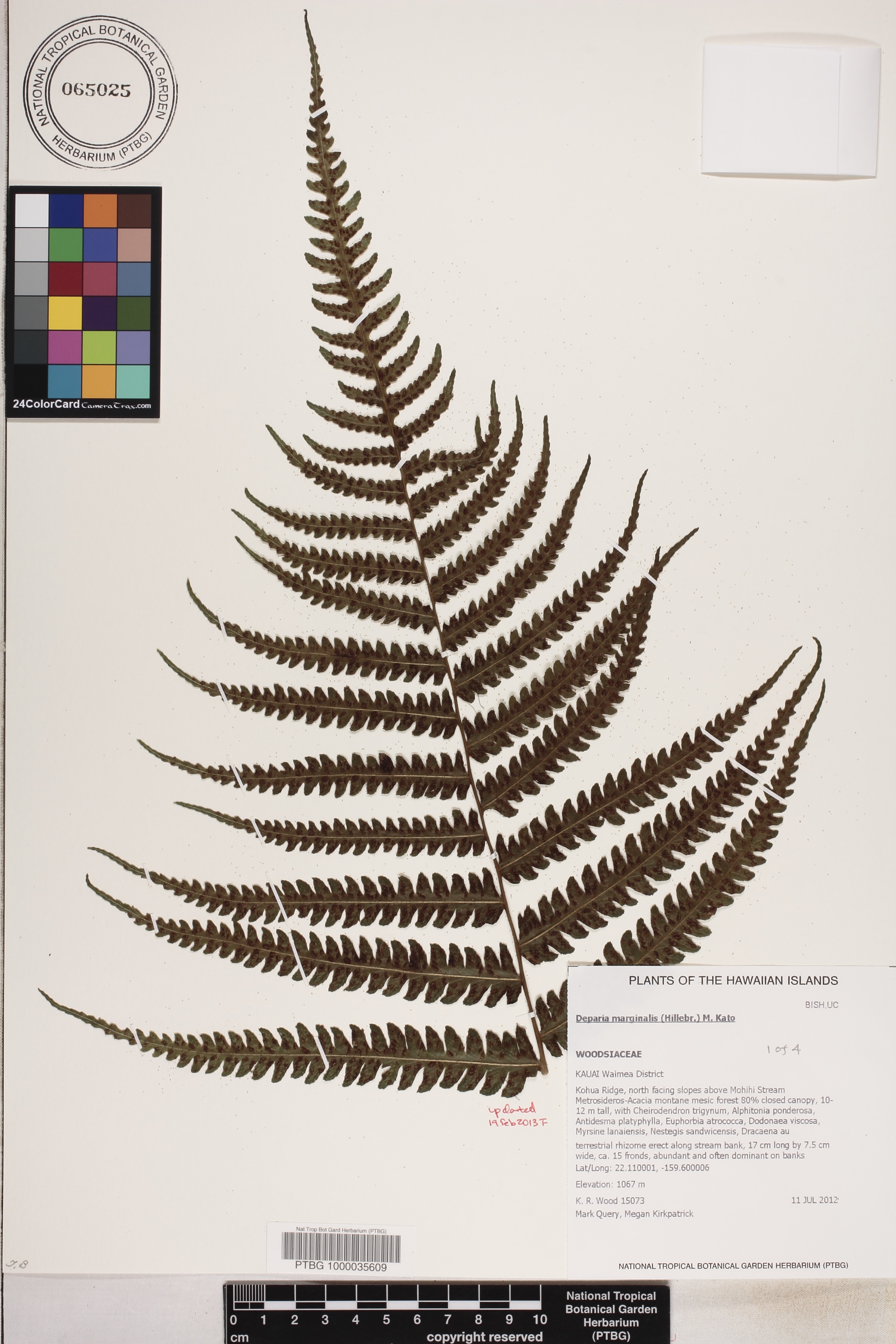 Deparia marginalis image