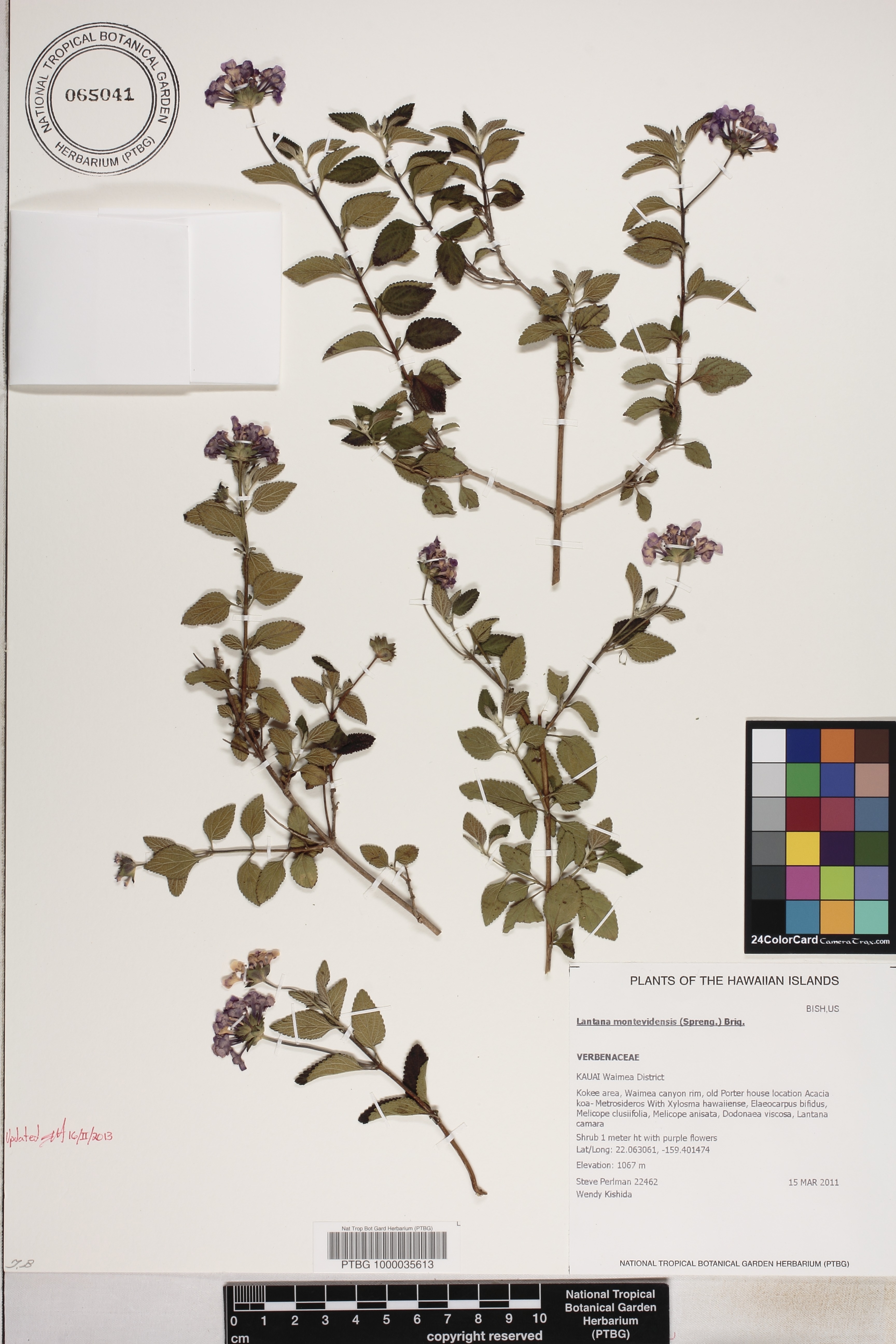 Lantana montevidensis image