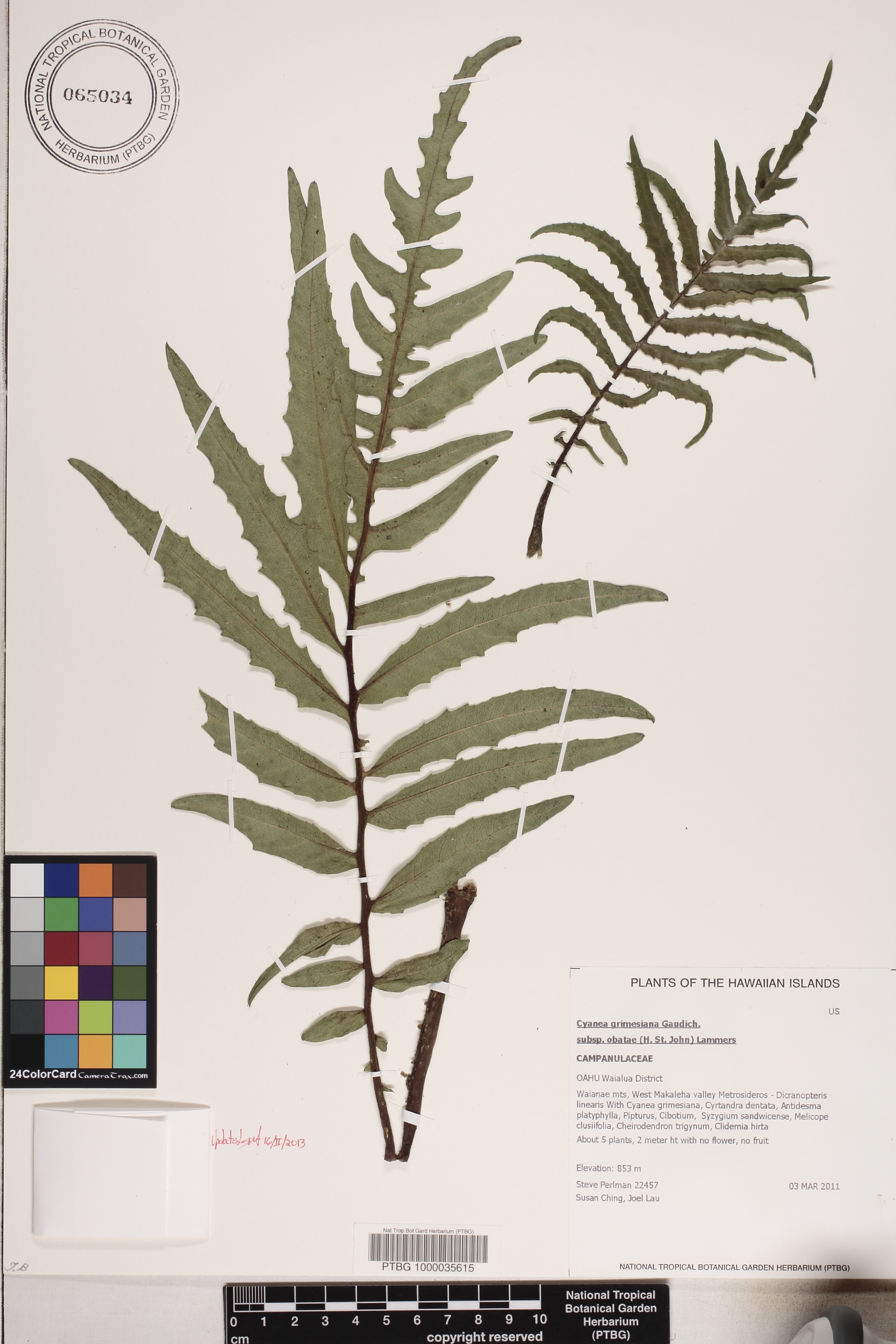 Cyanea grimesiana subsp. obatae image