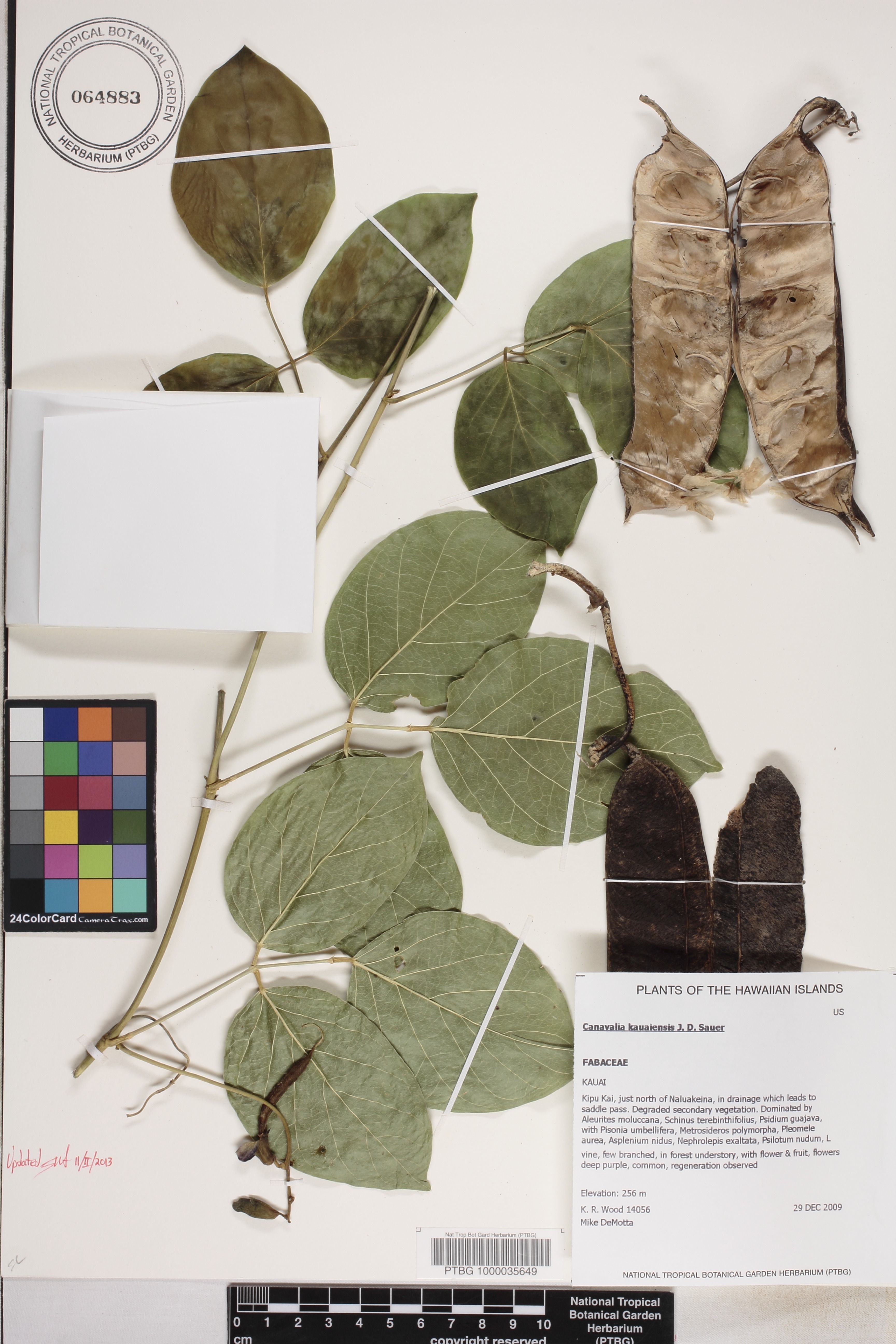 Canavalia kauaiensis image