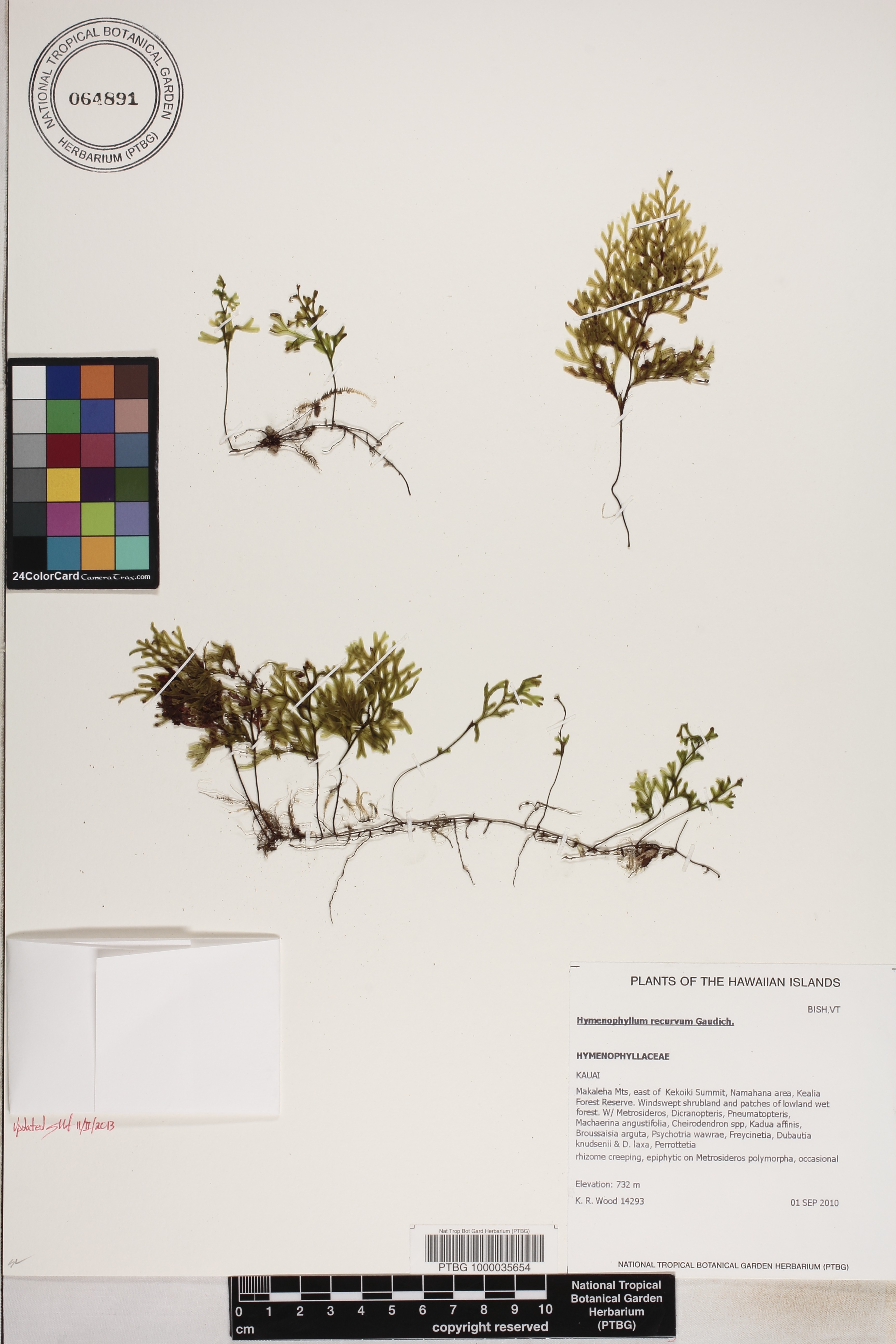 Hymenophyllaceae image