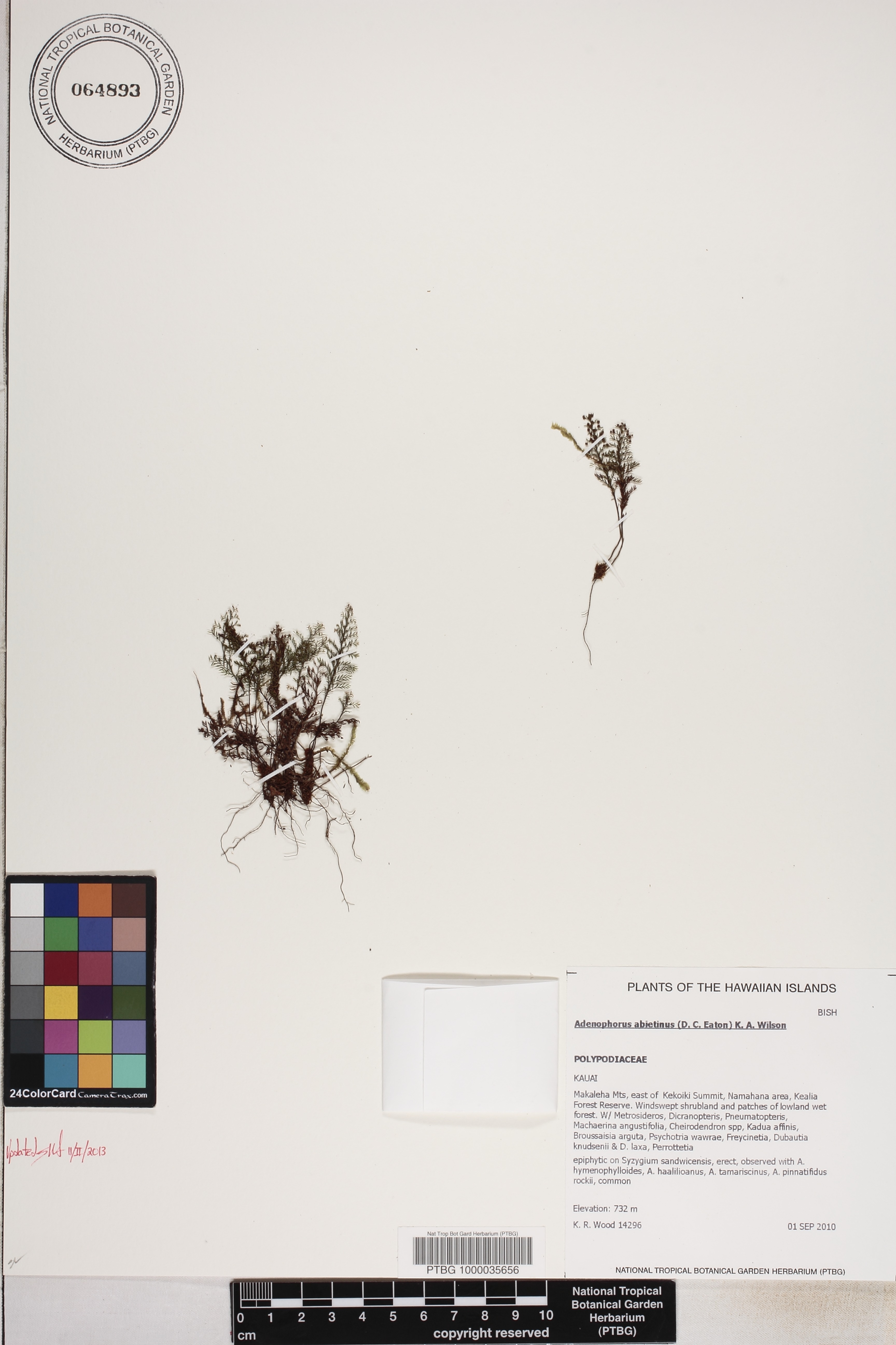 Adenophorus abietinus image