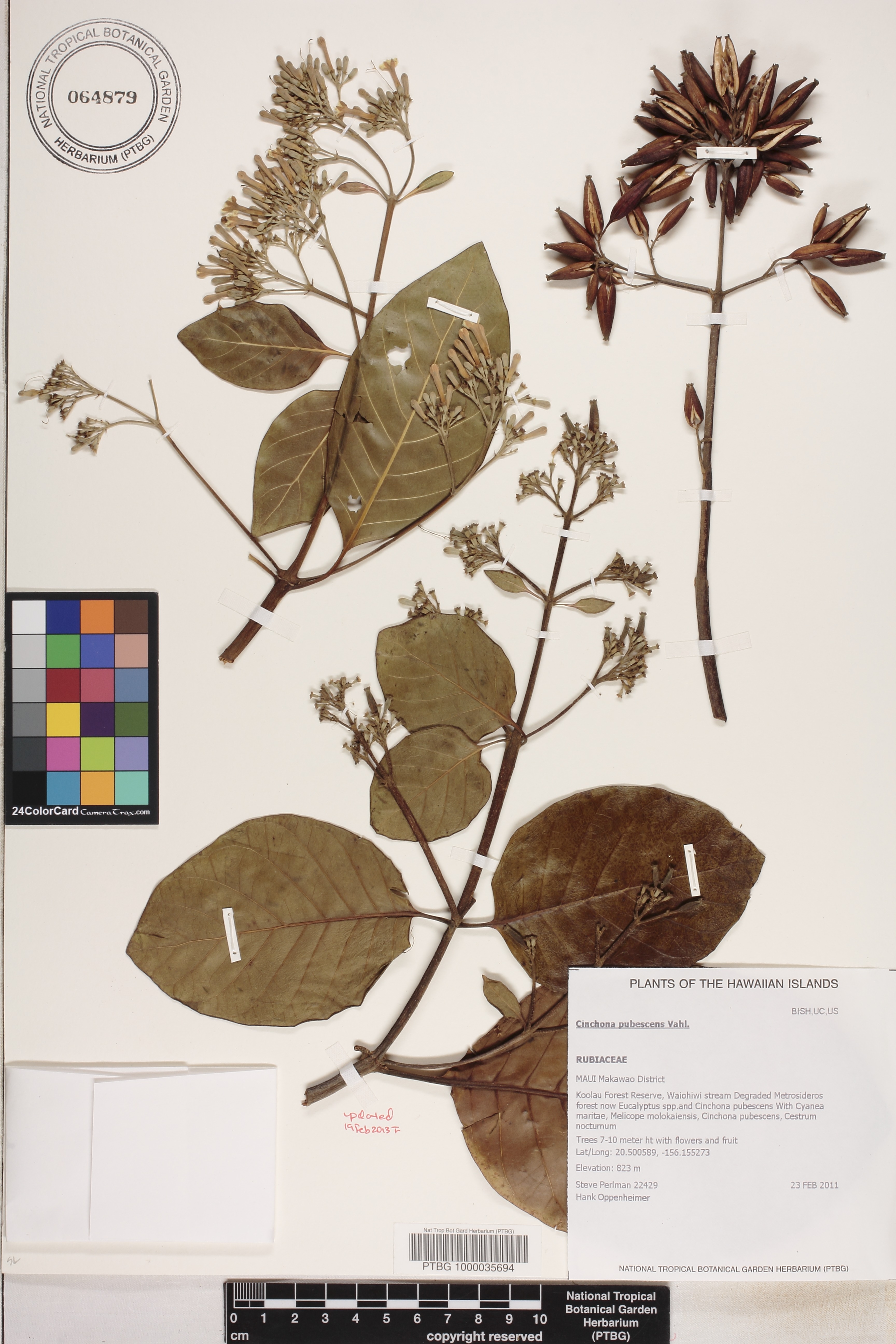Cinchona pubescens image