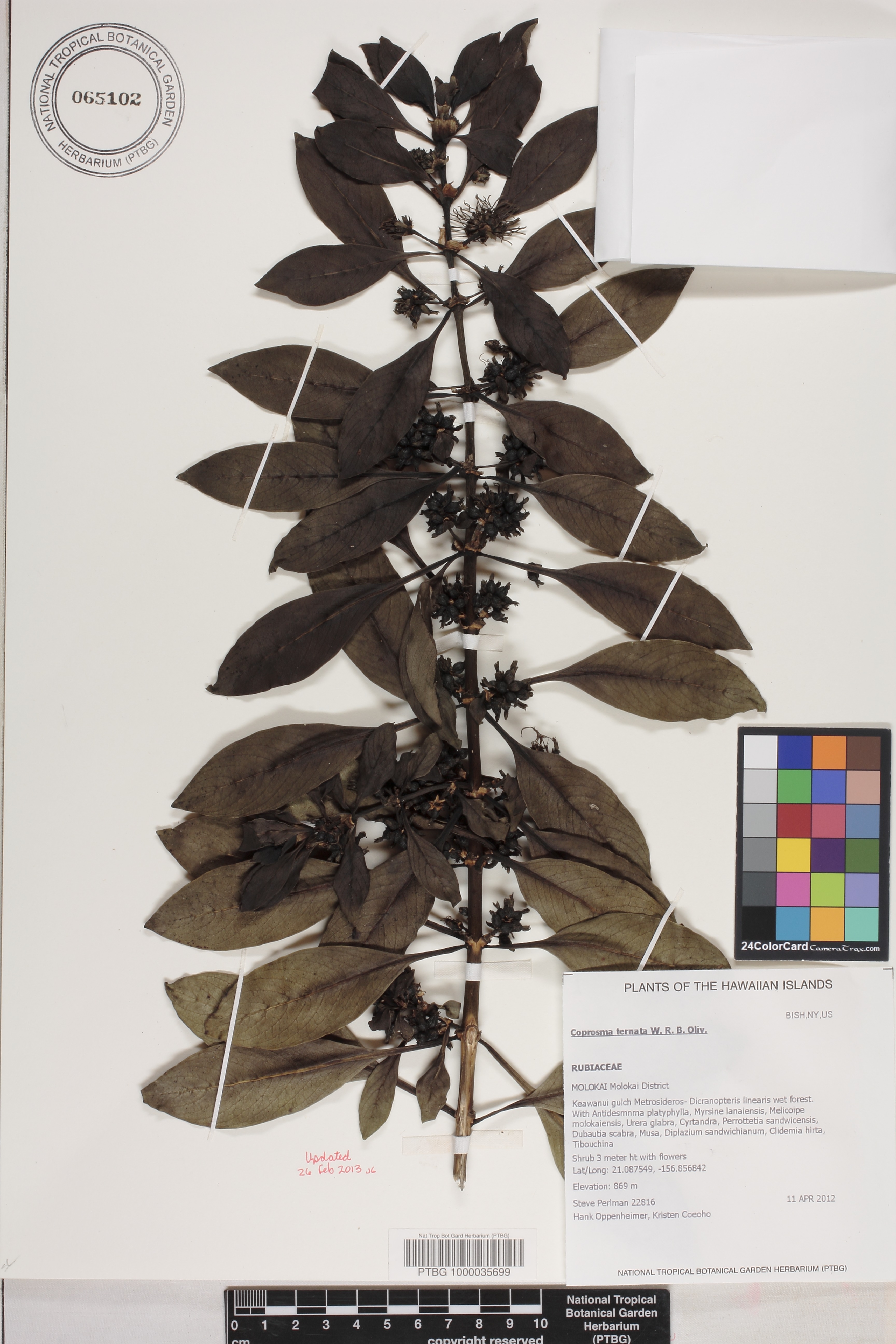Coprosma image