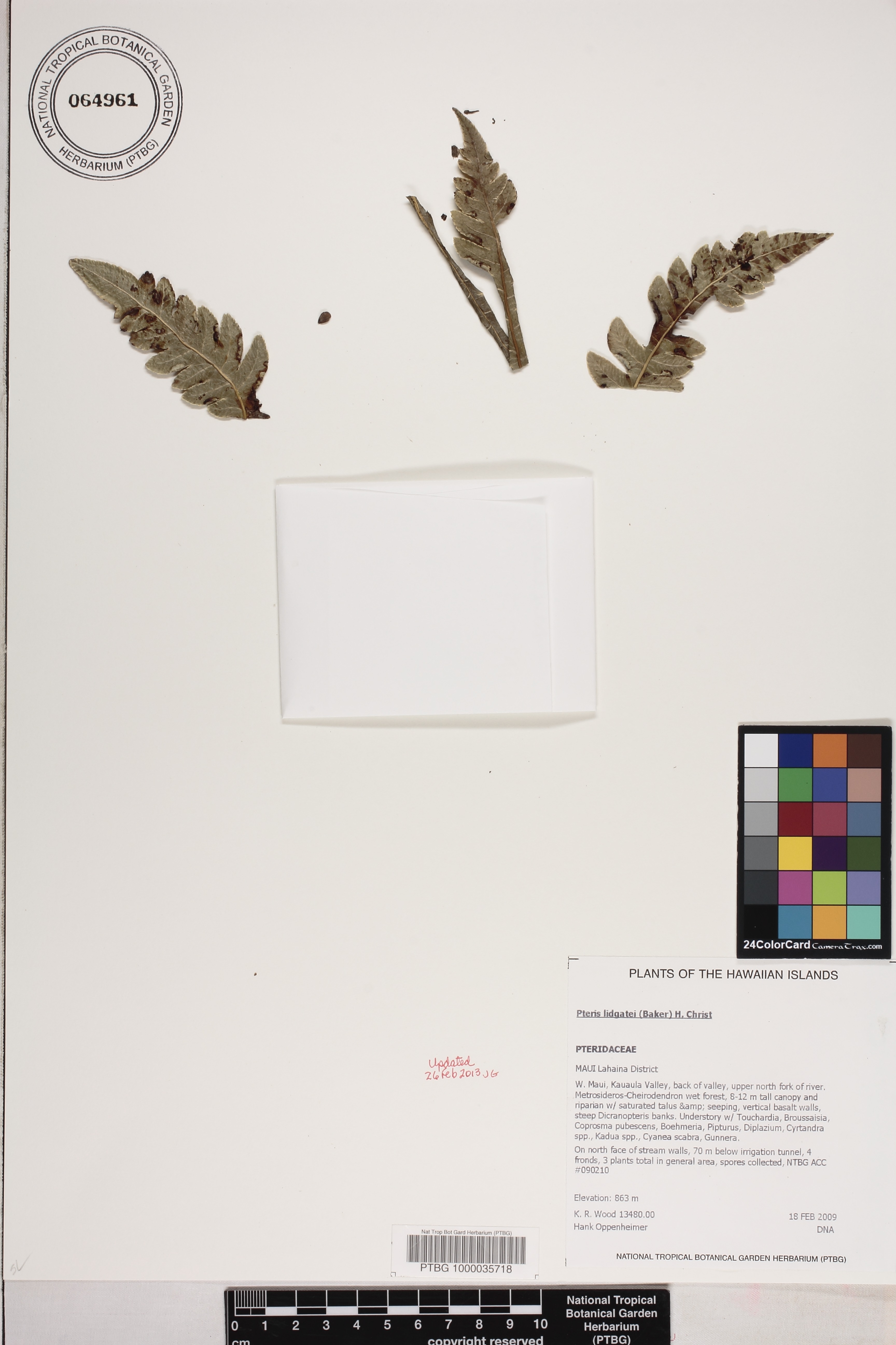 Pteris lydgatei image