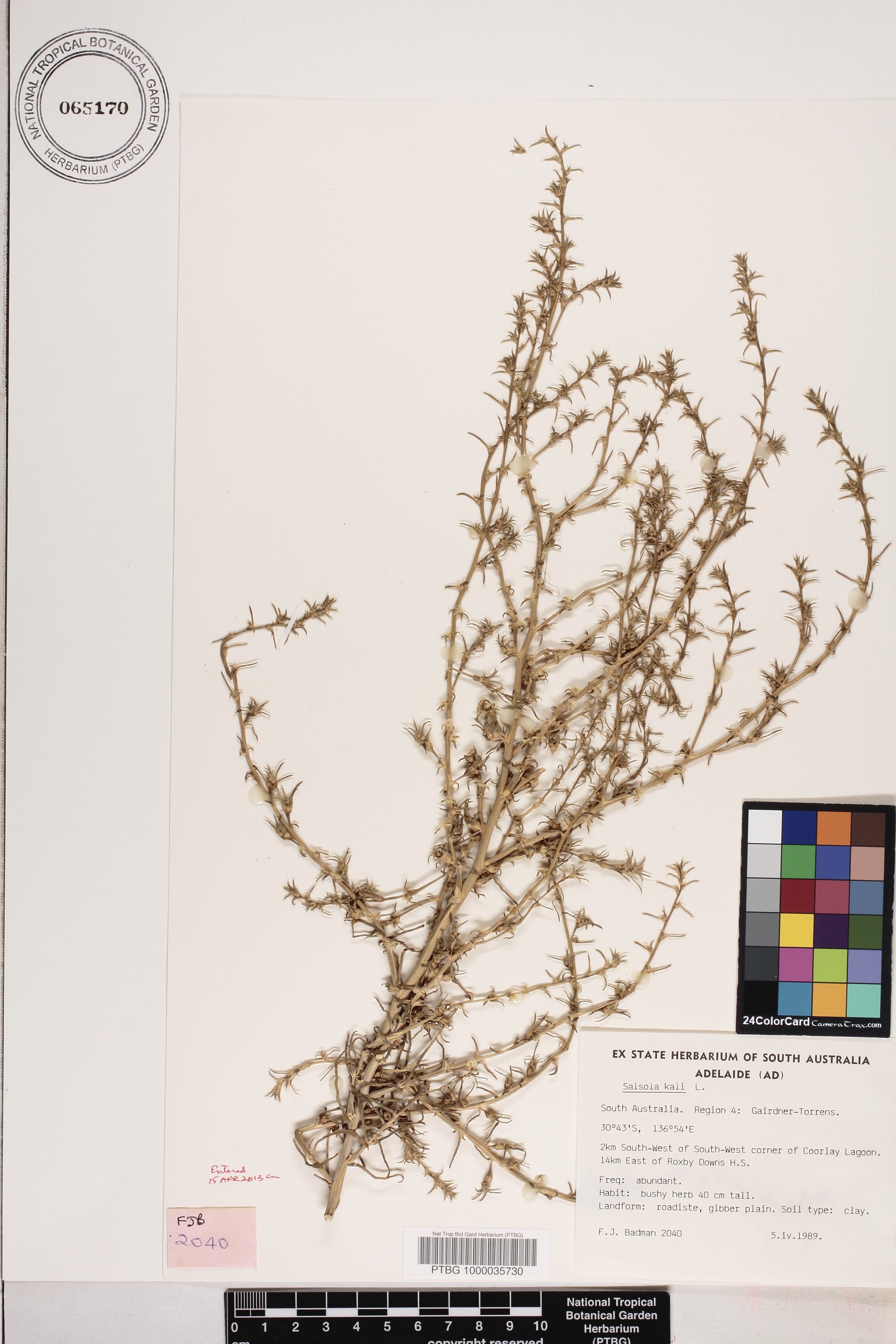 Salsola kali image