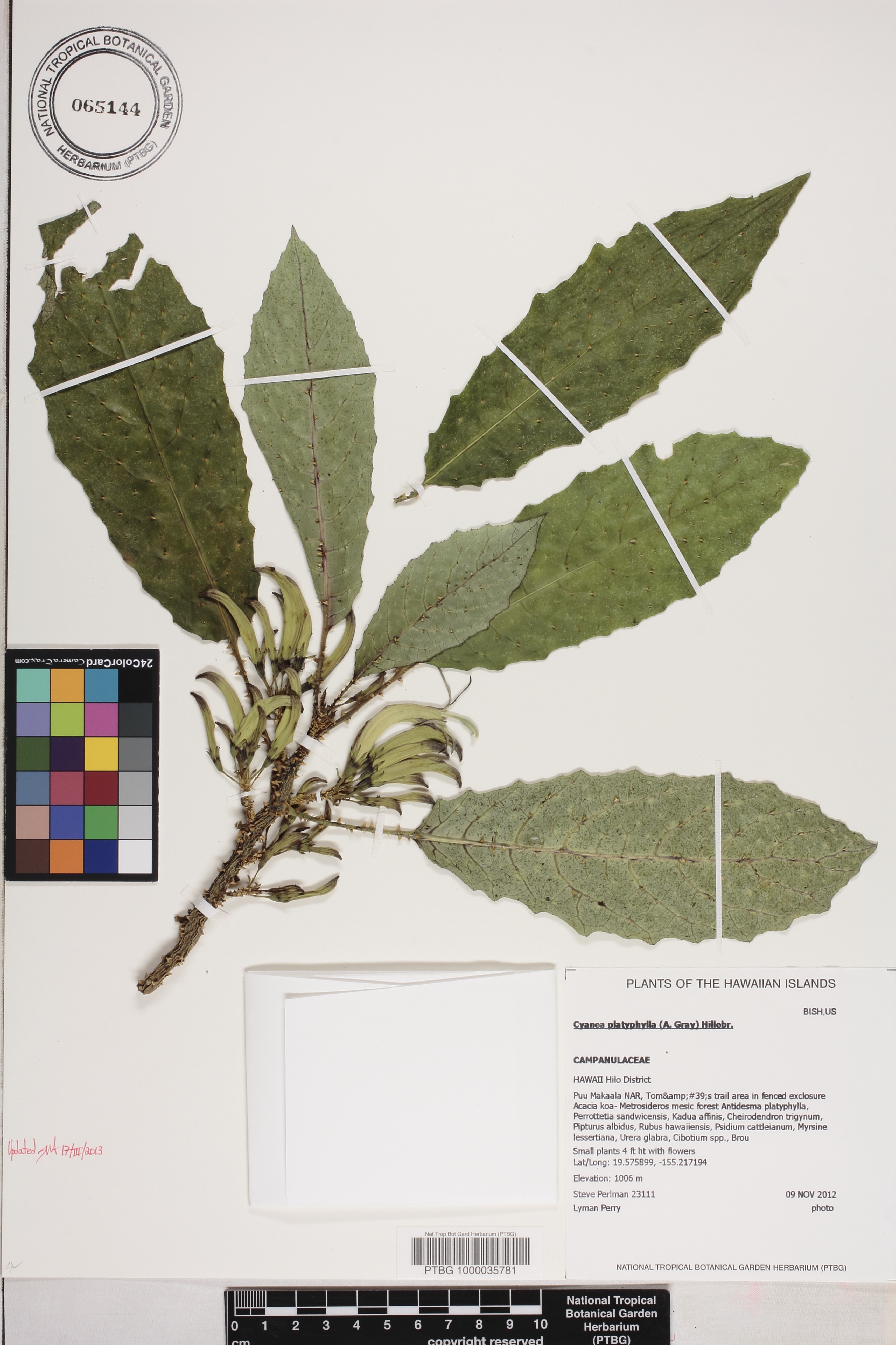Cyanea platyphylla image