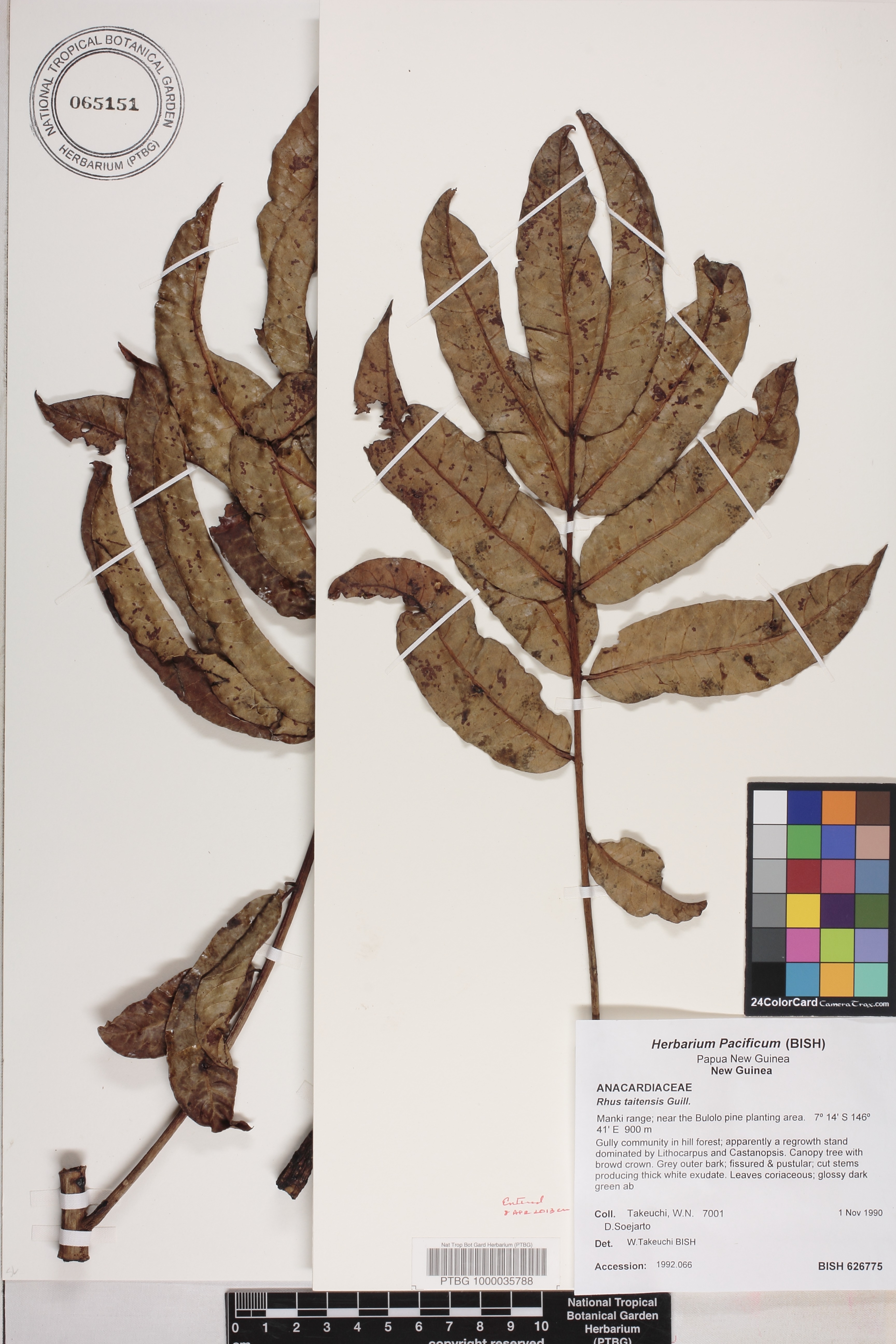 Rhus taitensis image