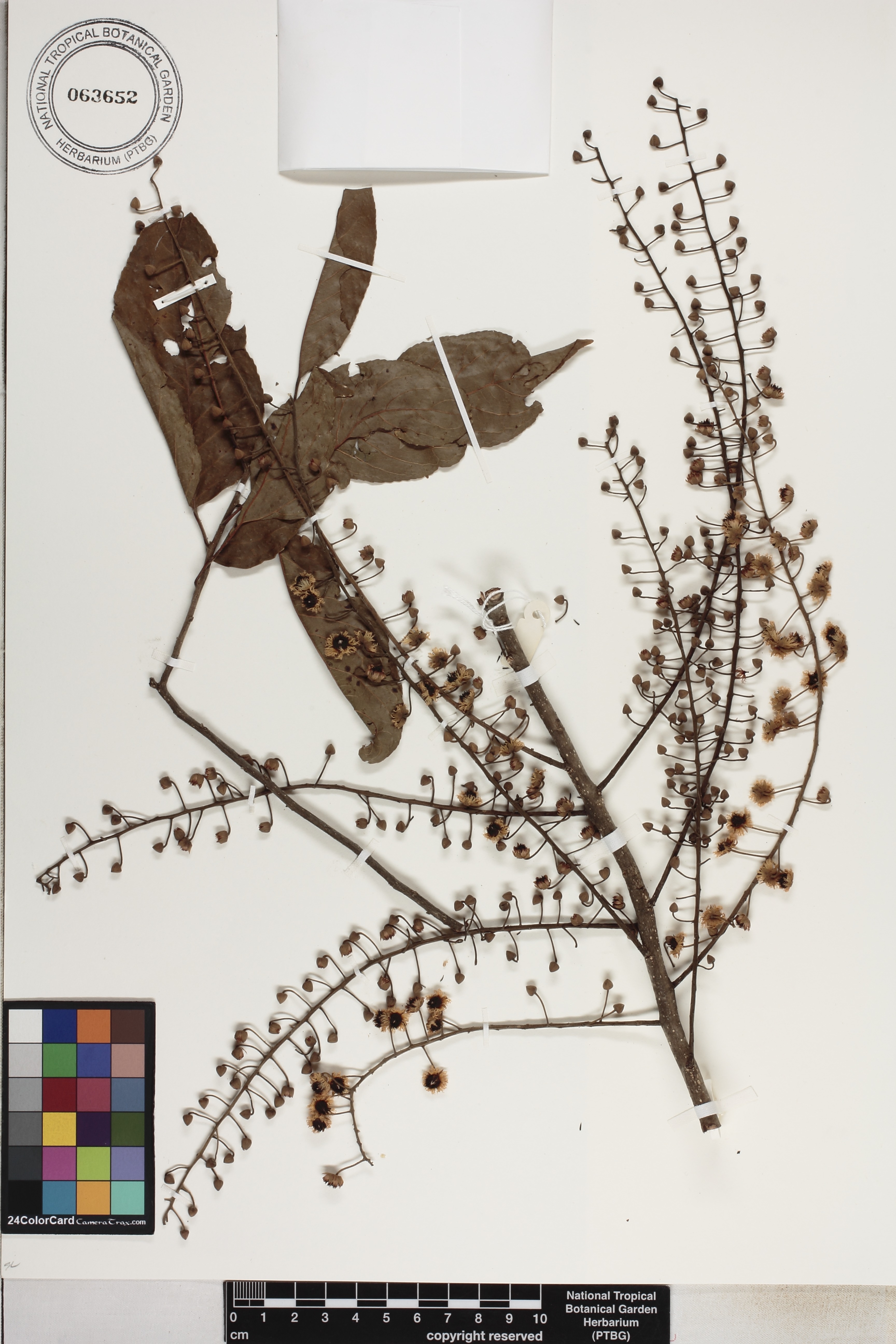 Elaeocarpus multisectus image