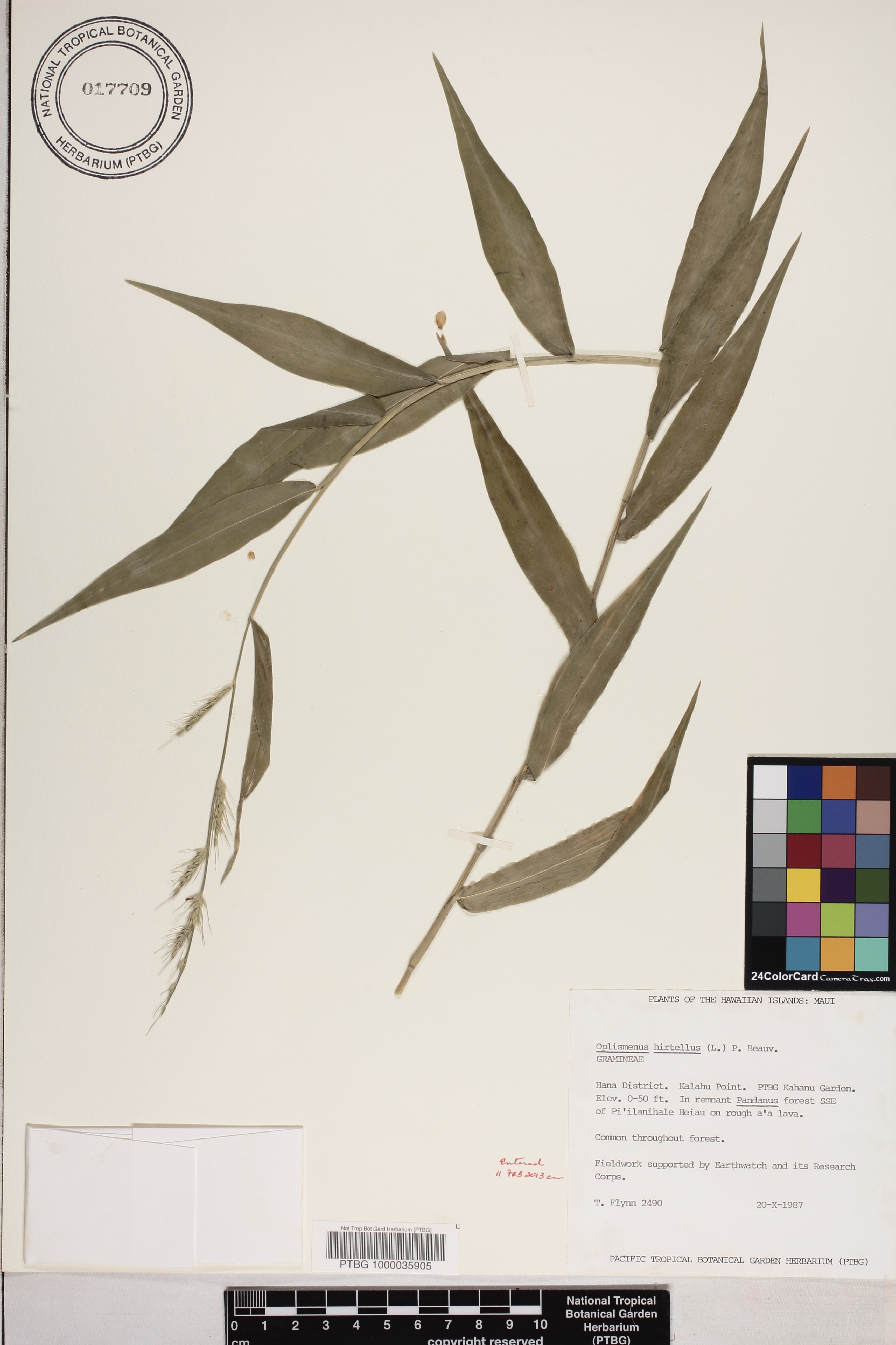 Oplismenus image