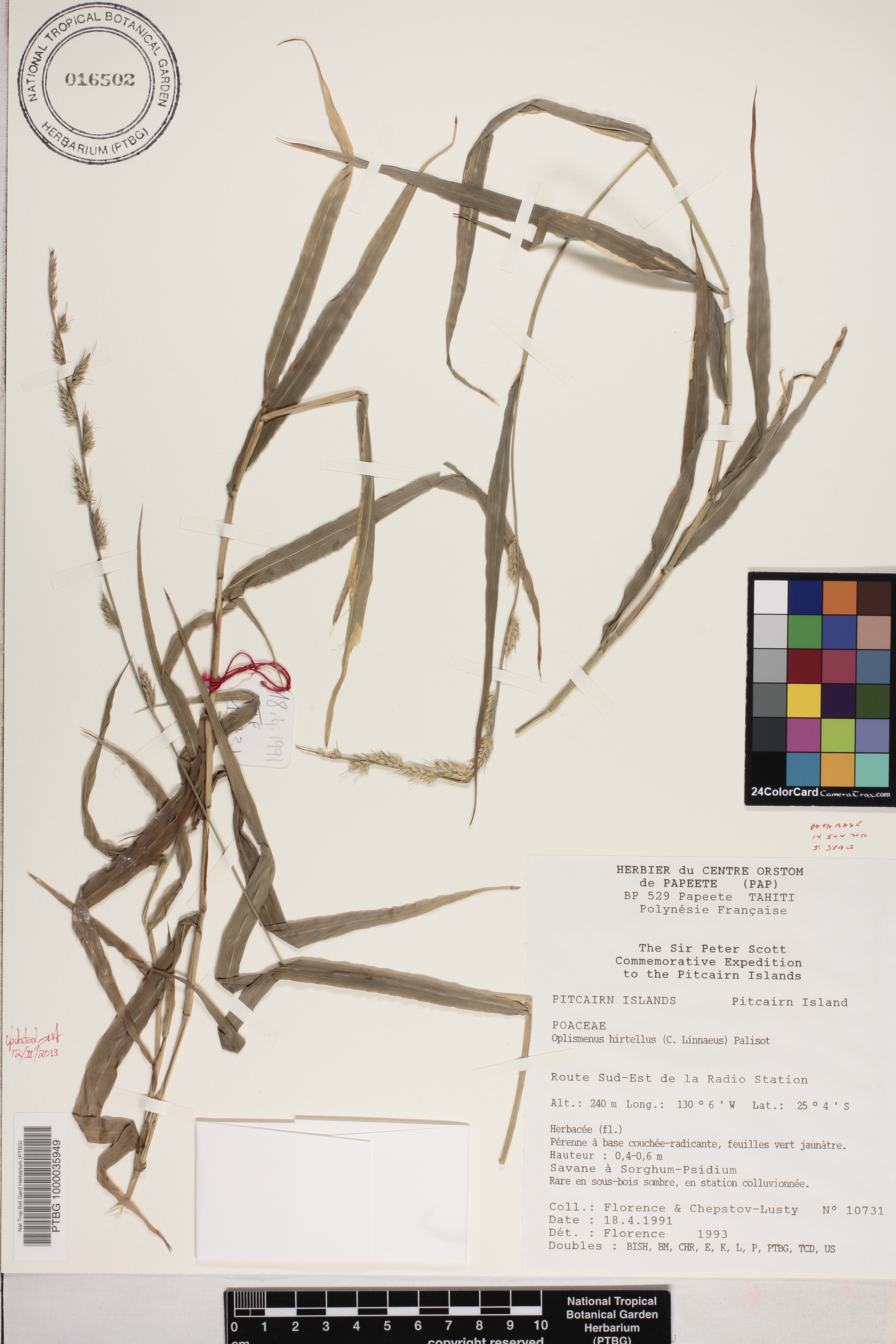 Oplismenus hirtellus image