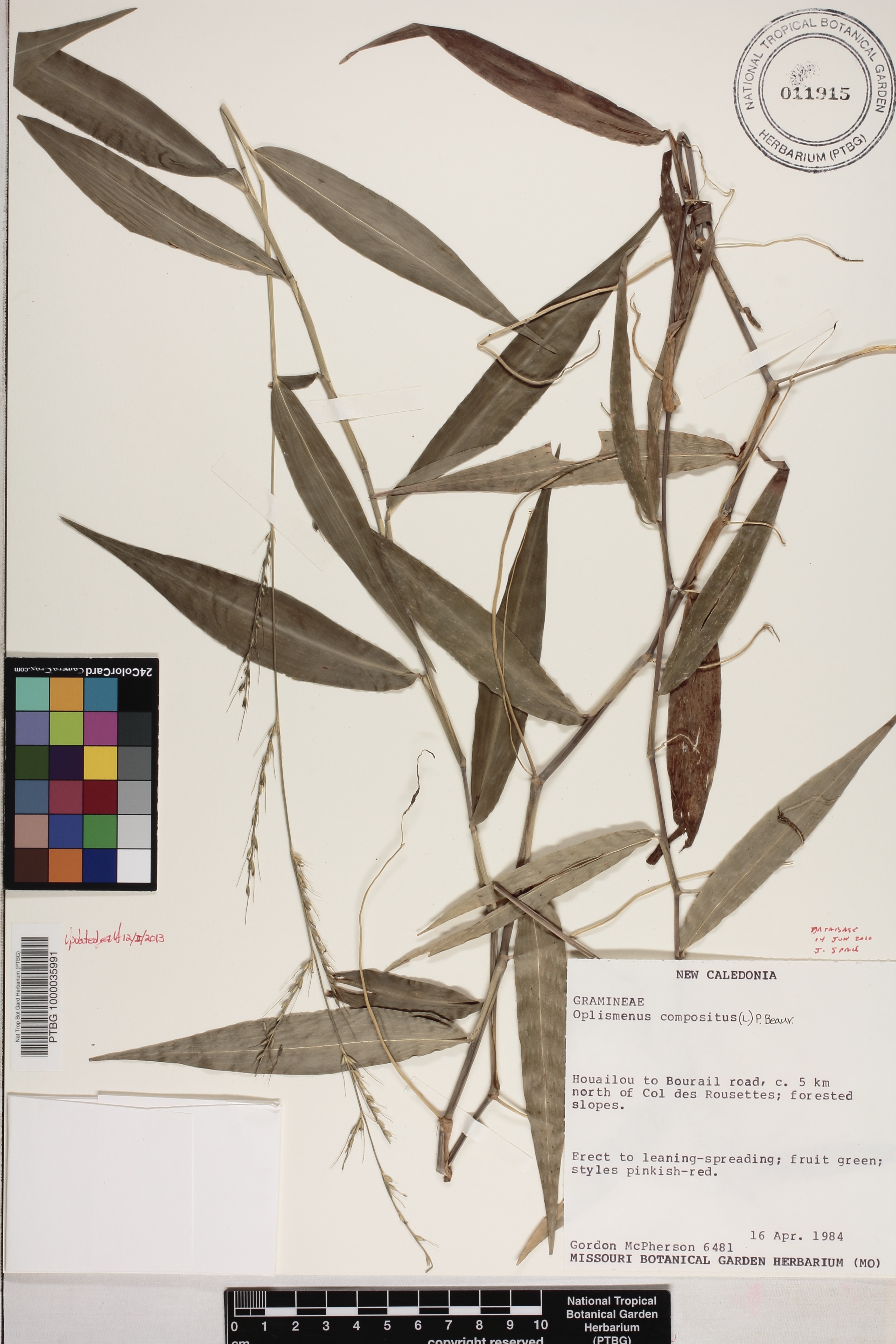 Oplismenus compositus image