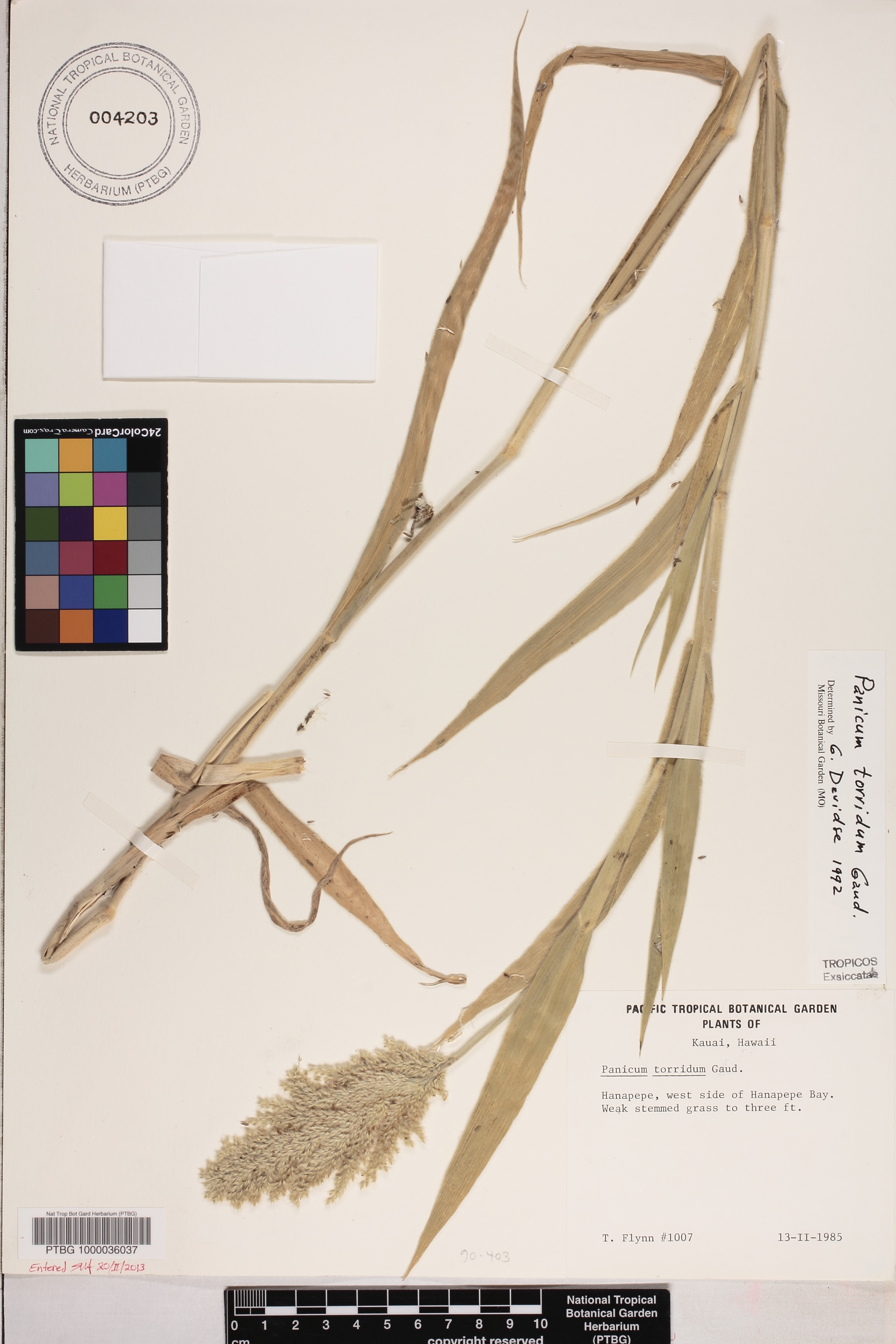 Panicum torridum image