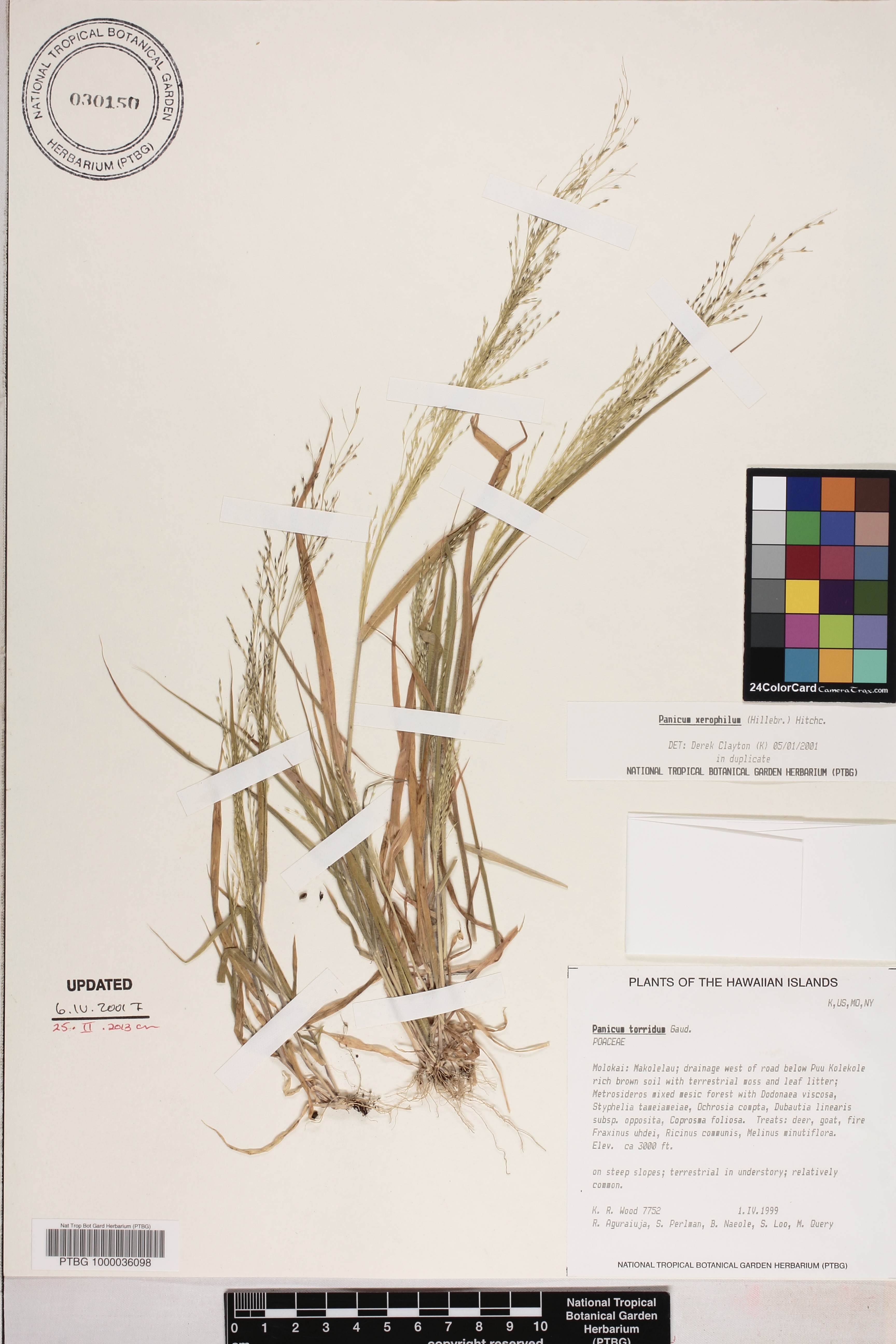 Panicum xerophilum image