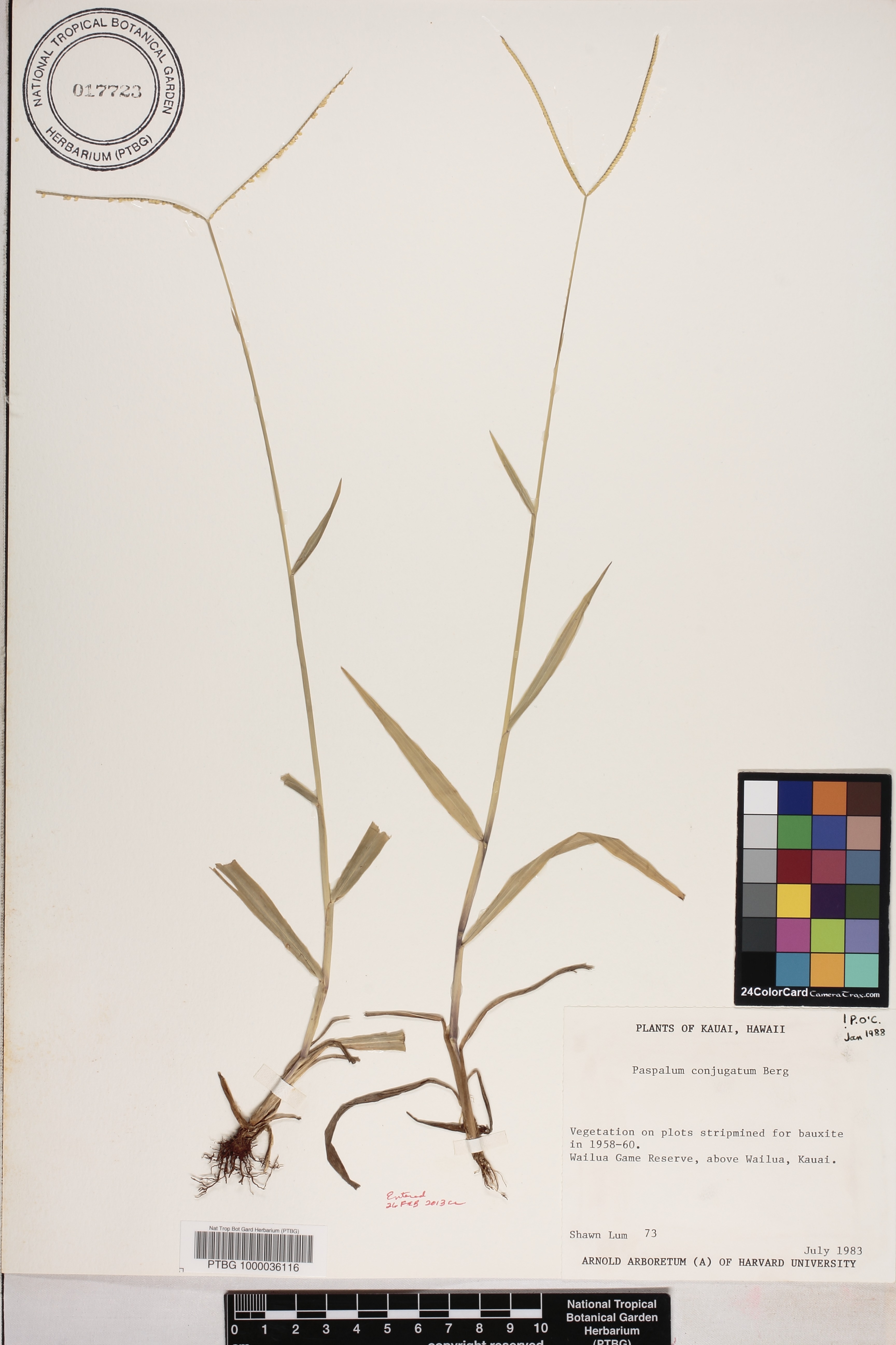 Paspalum conjugatum image