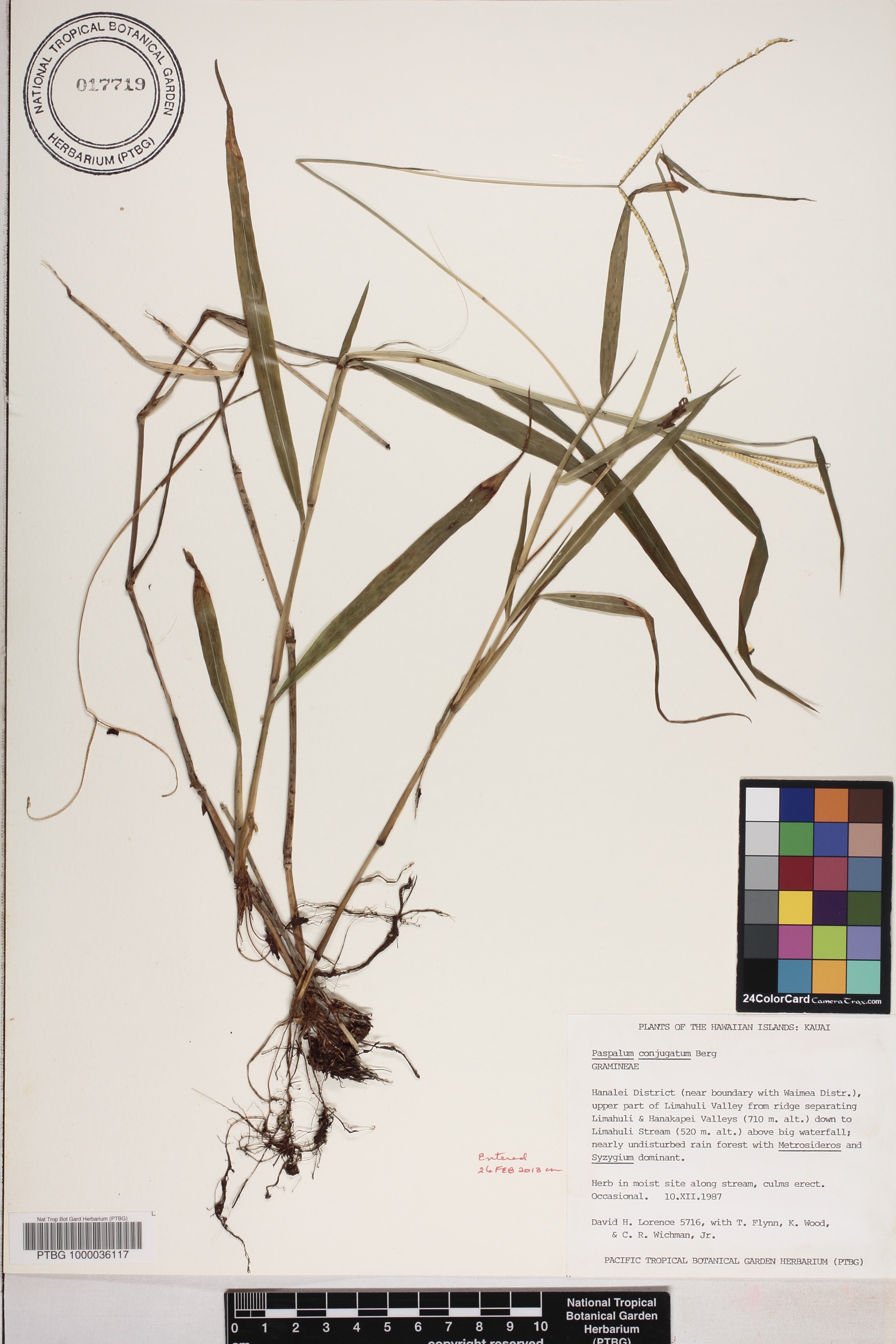 Paspalum conjugatum image