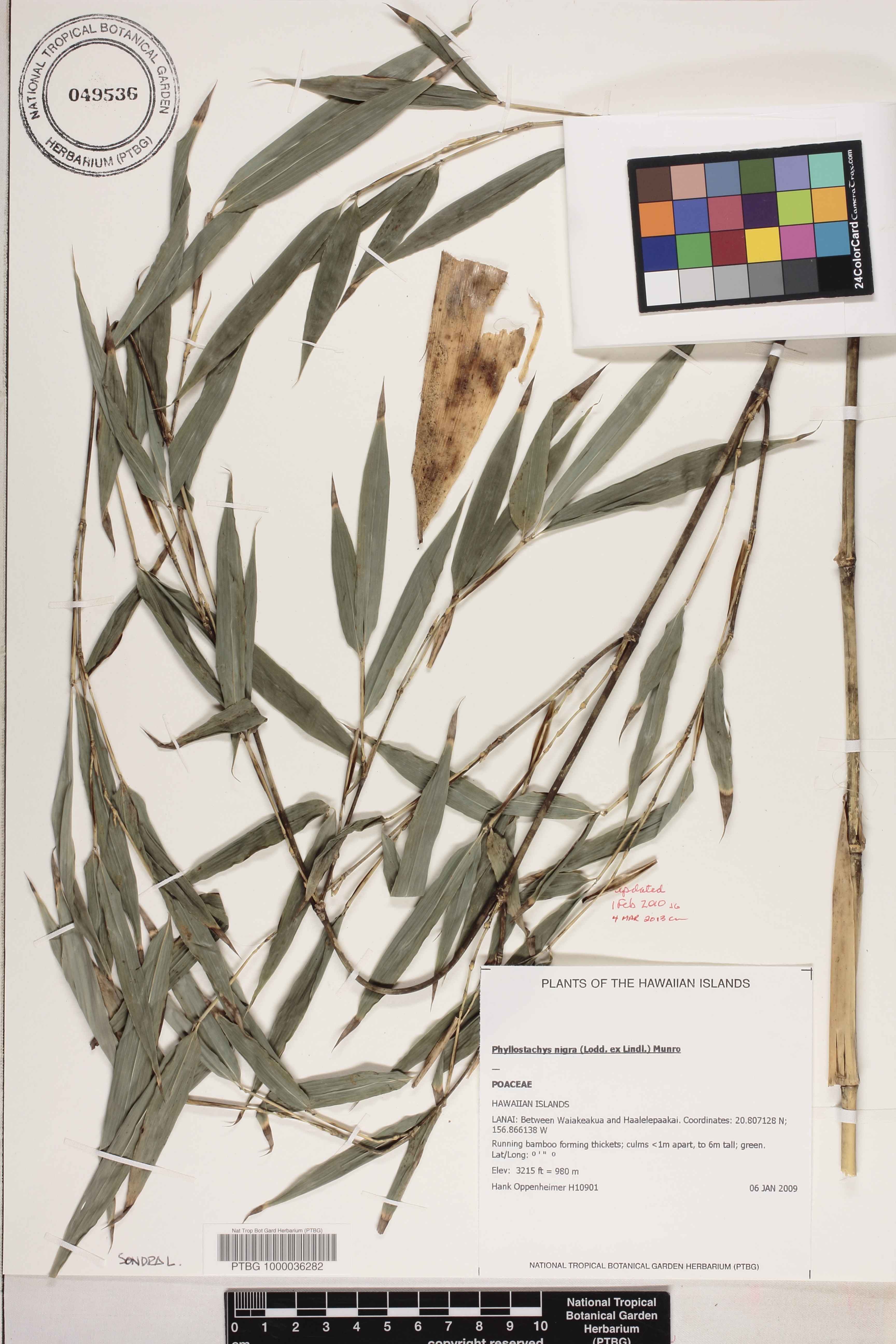 Phyllostachys nigra image