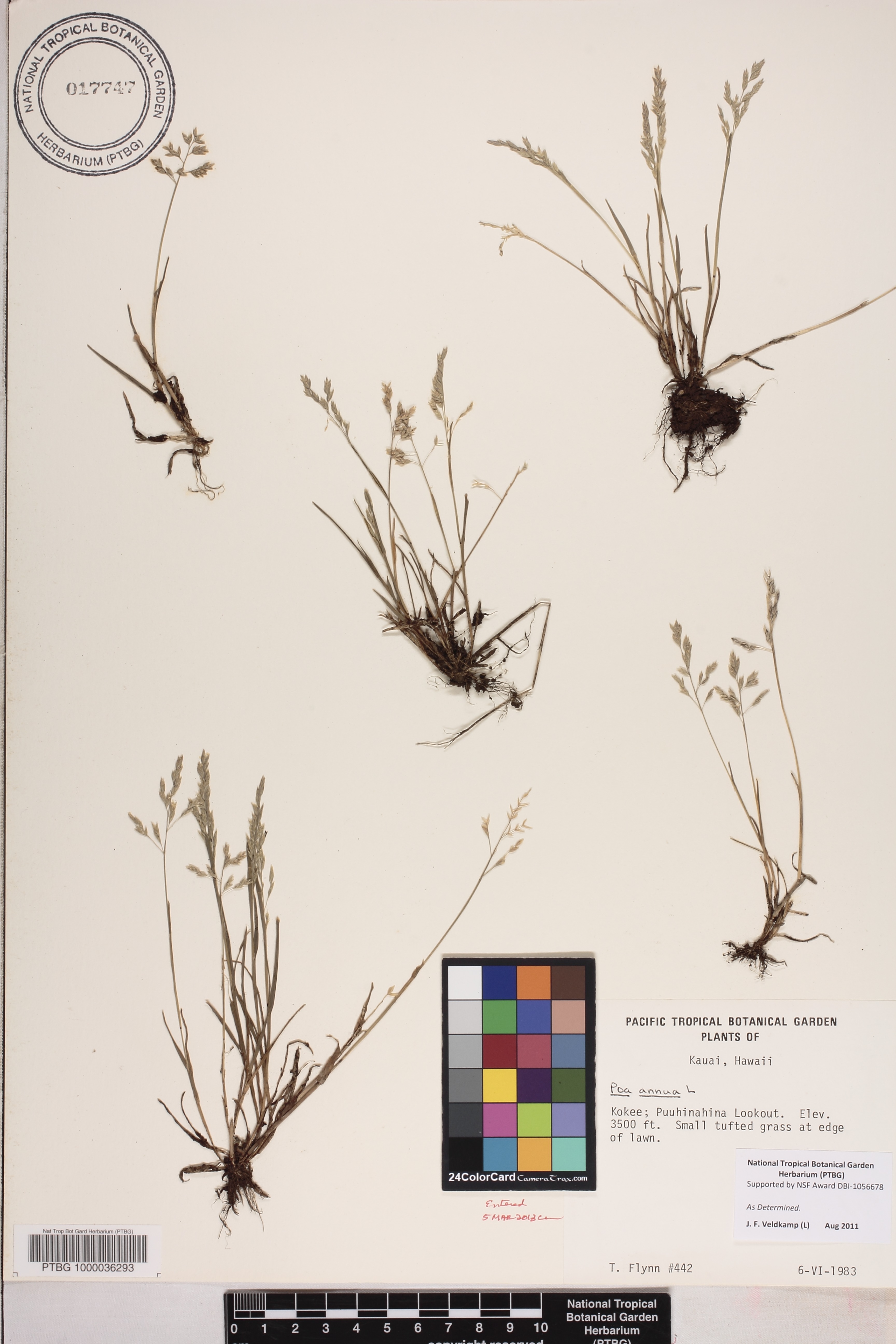 Poa annua image
