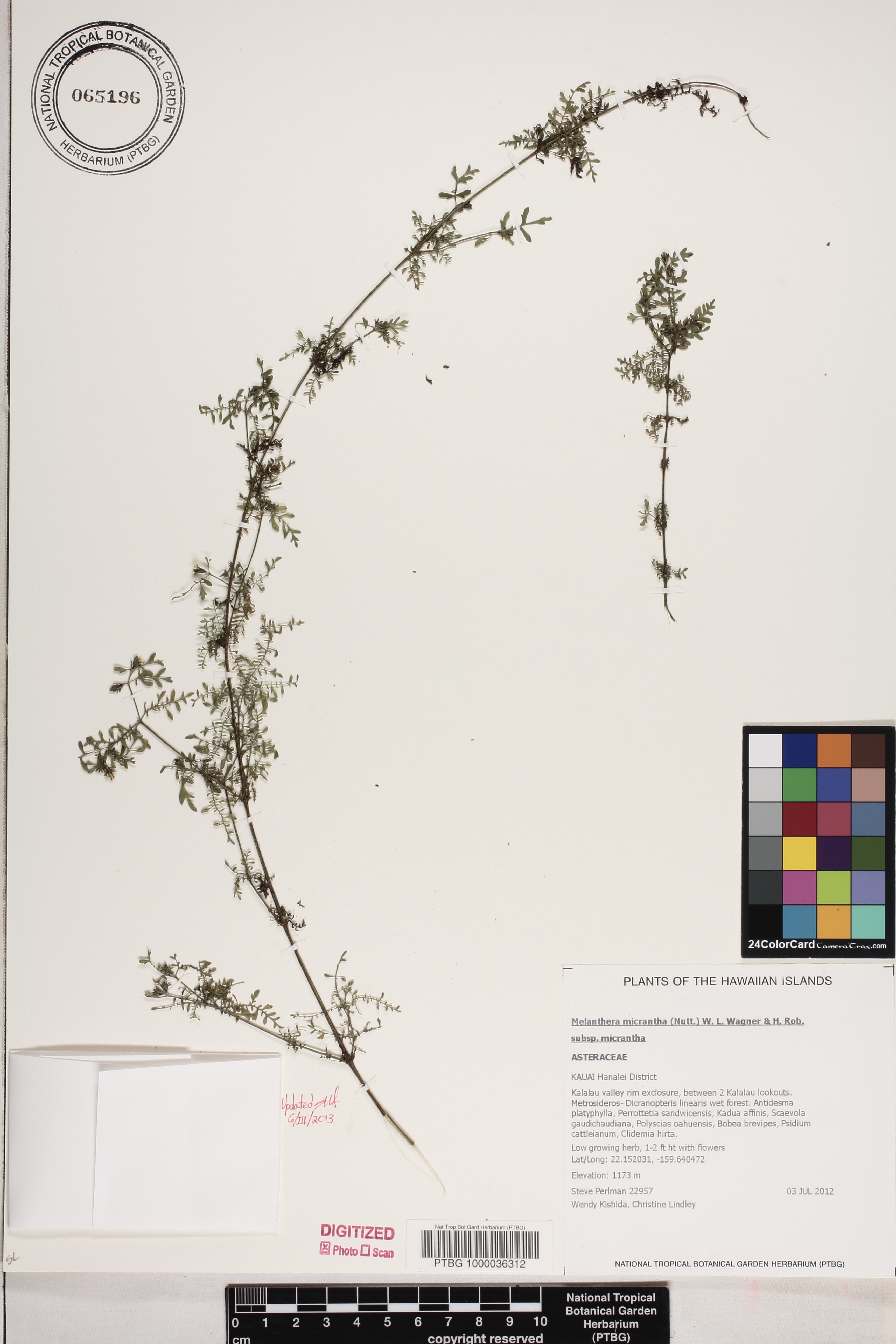 Melanthera micrantha subsp. micrantha image