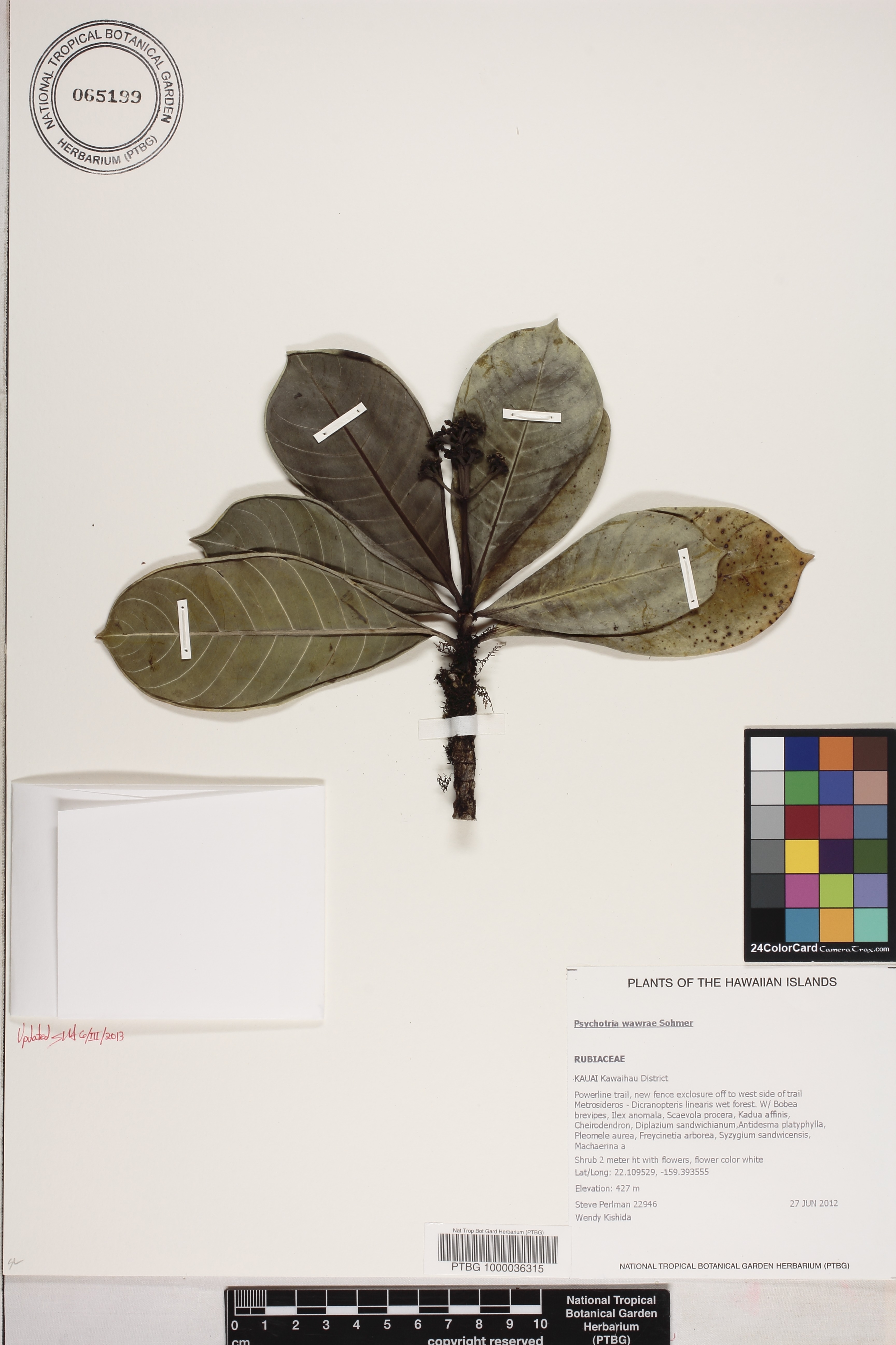 Psychotria wawrae image