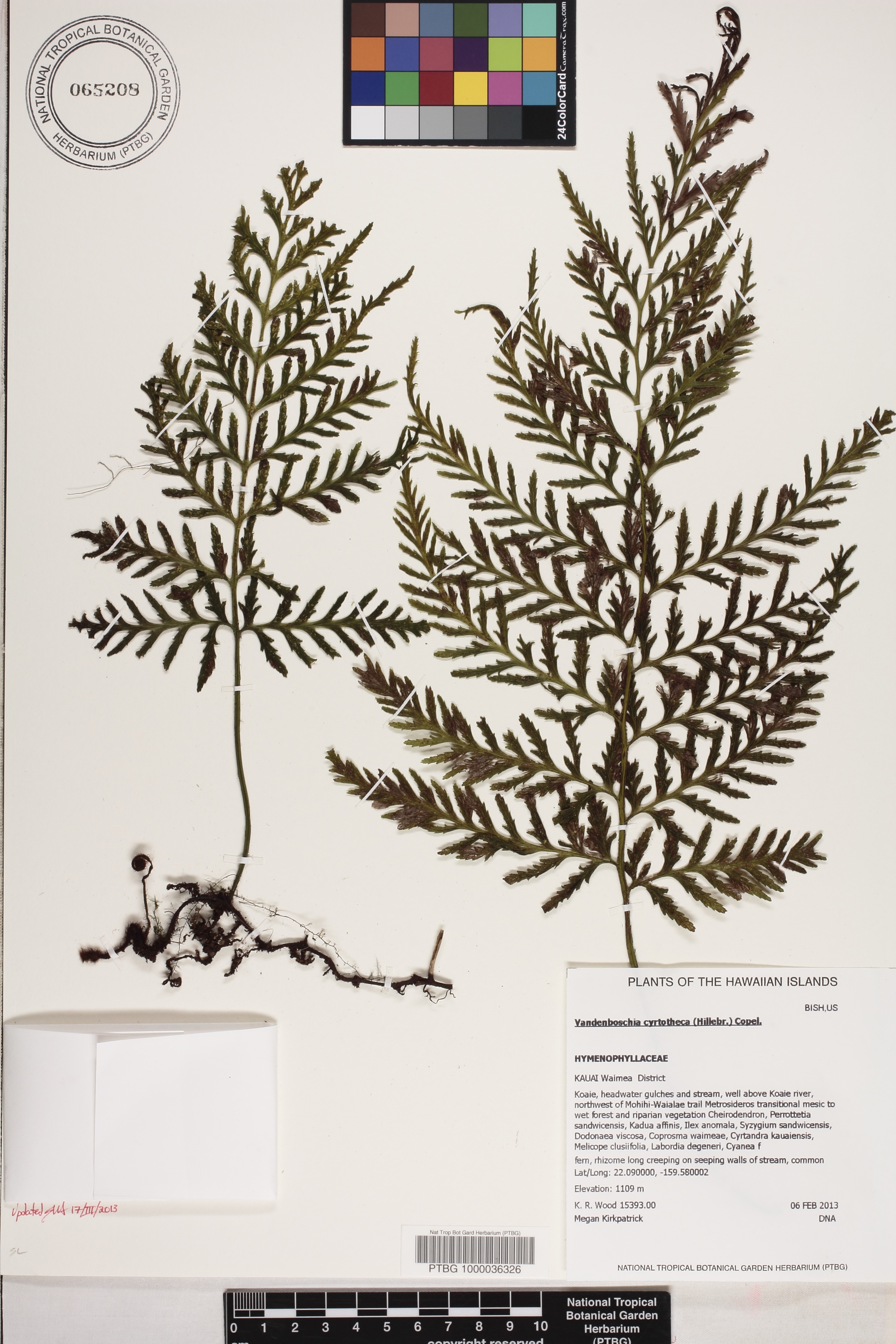 Vandenboschia cyrtotheca image