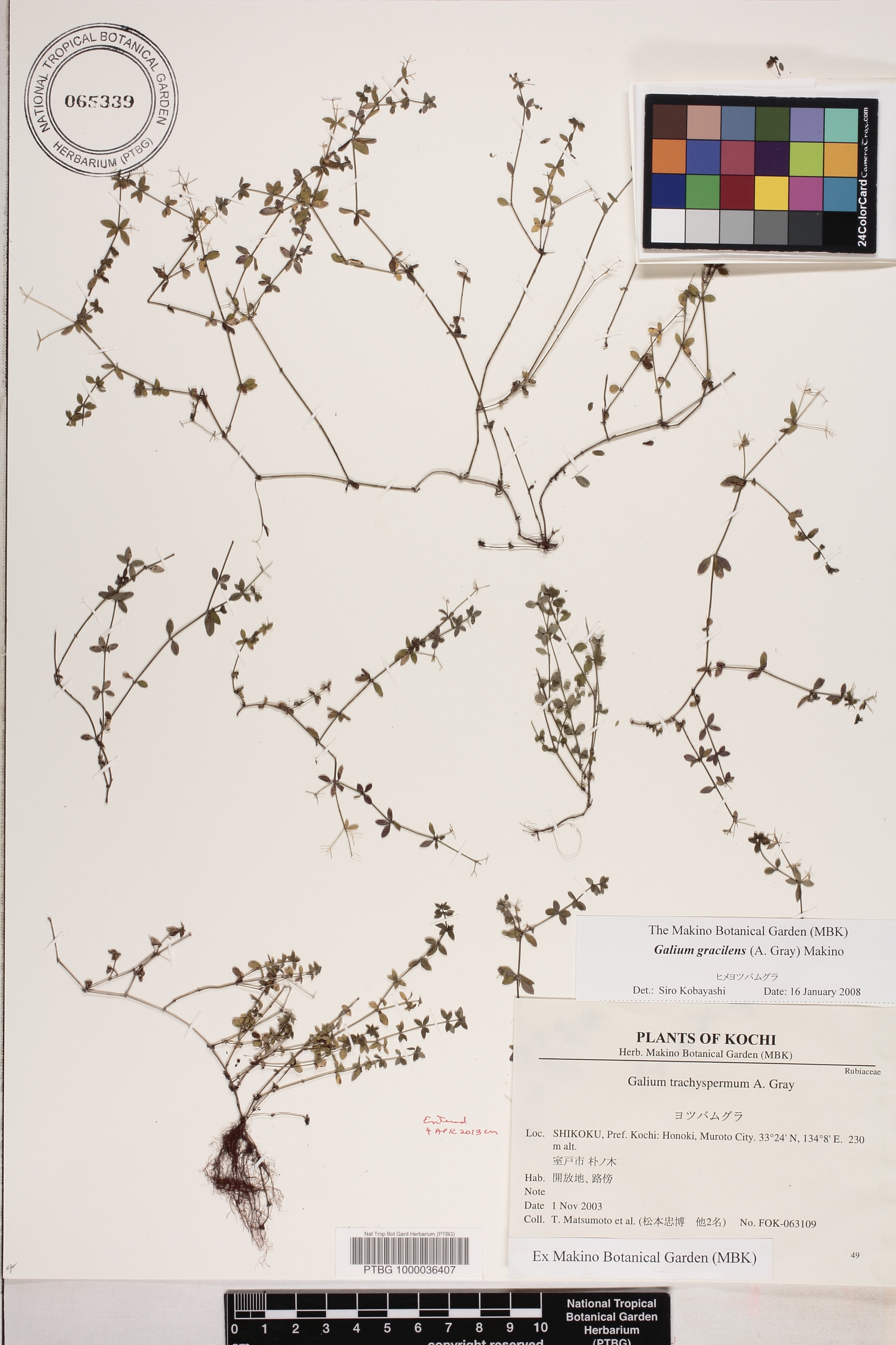 Galium bungei image